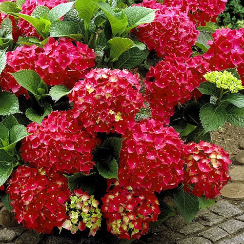 ‘Heart Throb’ Bigleaf Hydrangea