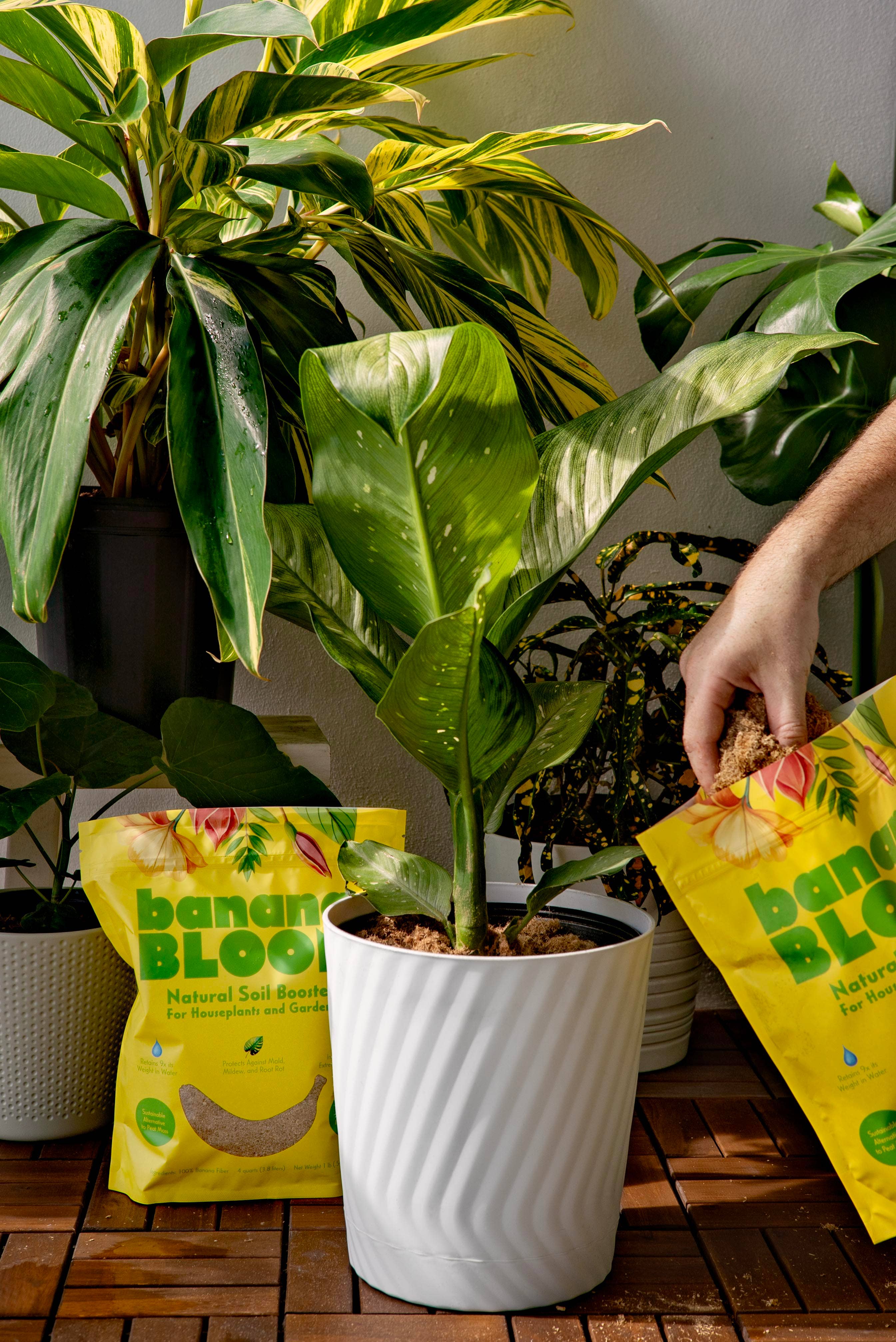 banana water for indoor plants Banana Bloom – Seedy's Plants