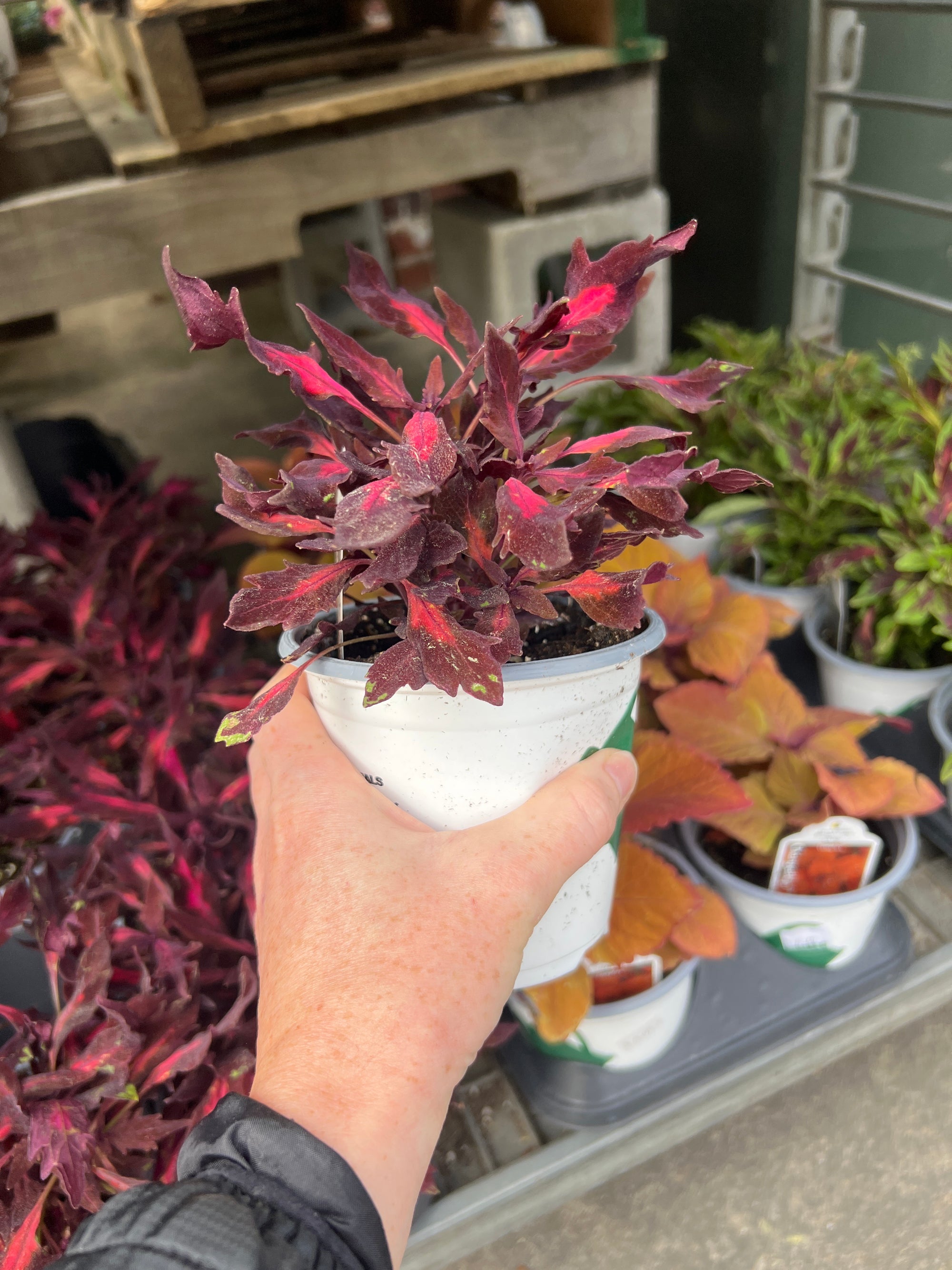 ANNUAL Coleus Flame Thrower Adobo Pink