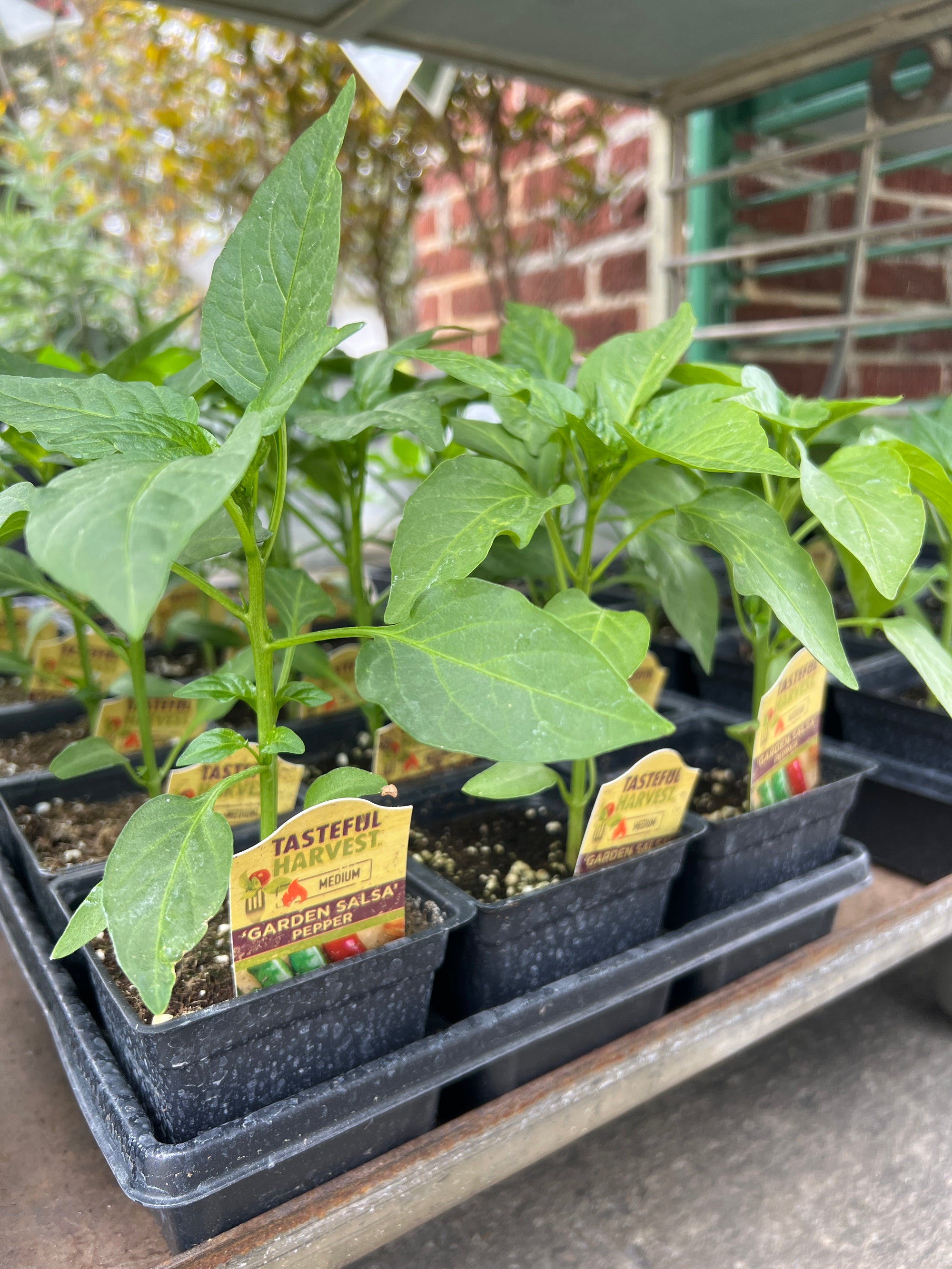 HARVEST Peppers Garden Salsa