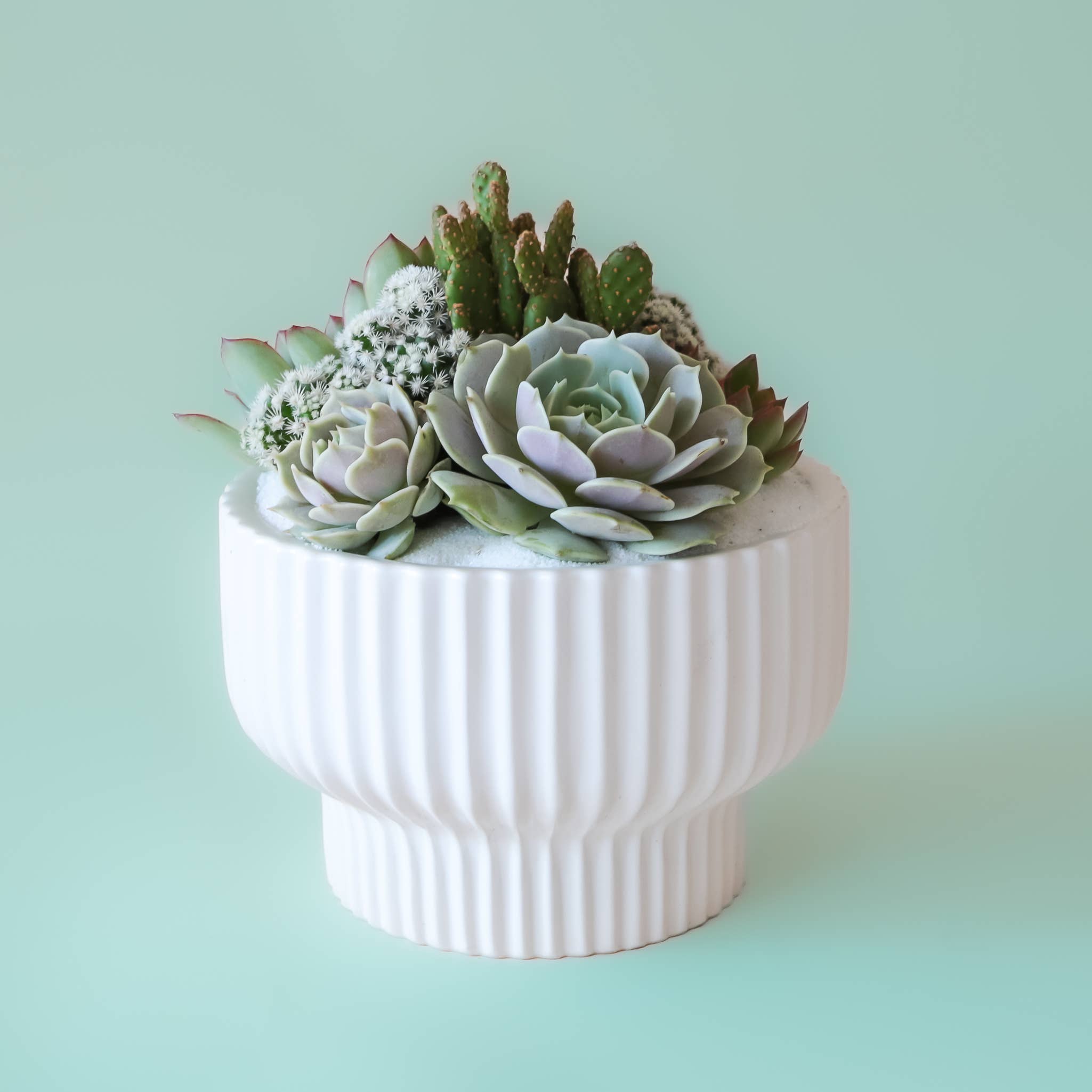 8 inch succulent planter Presley Pedestal Planter