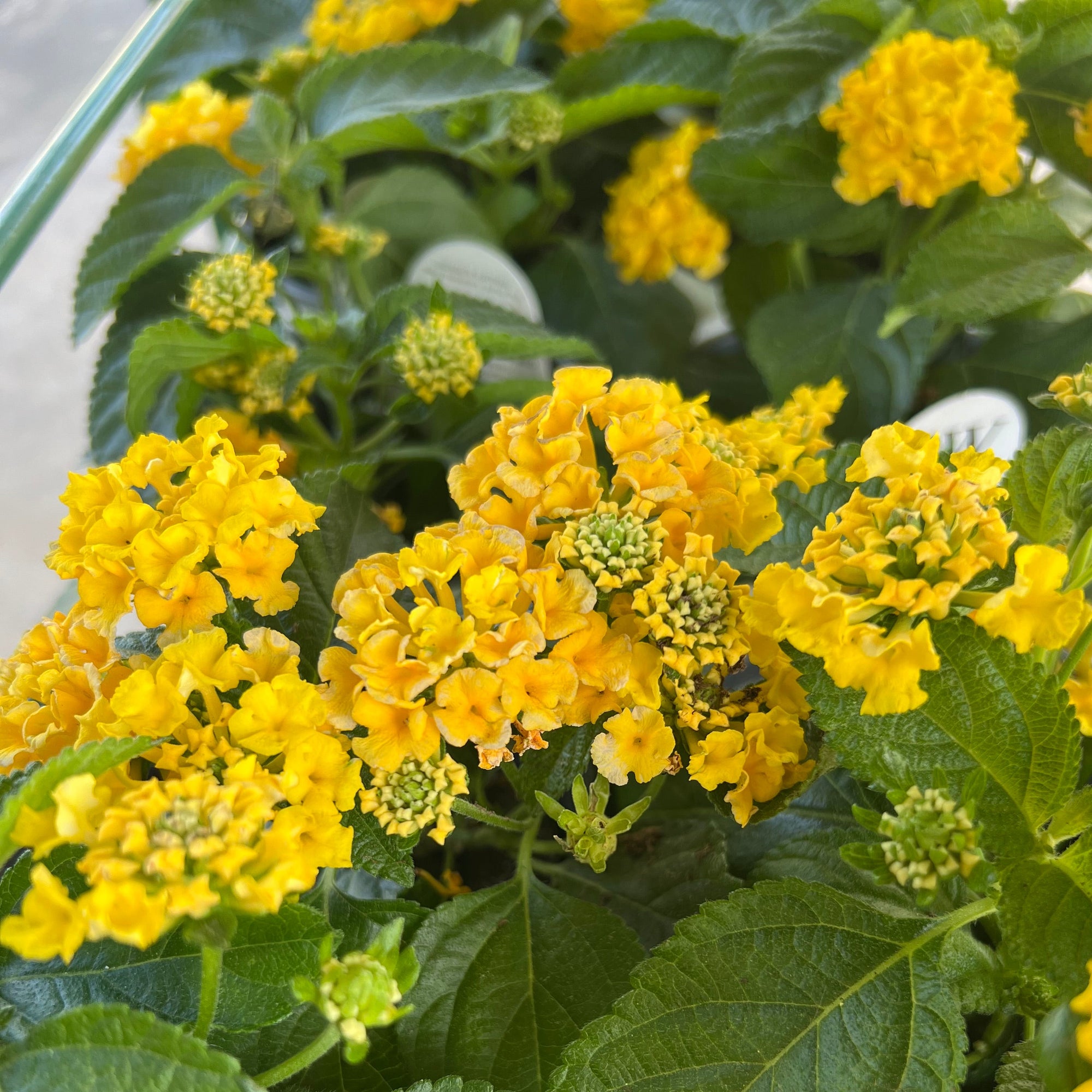 ANNUAL Luscious Lemon Tart Lantana PW
