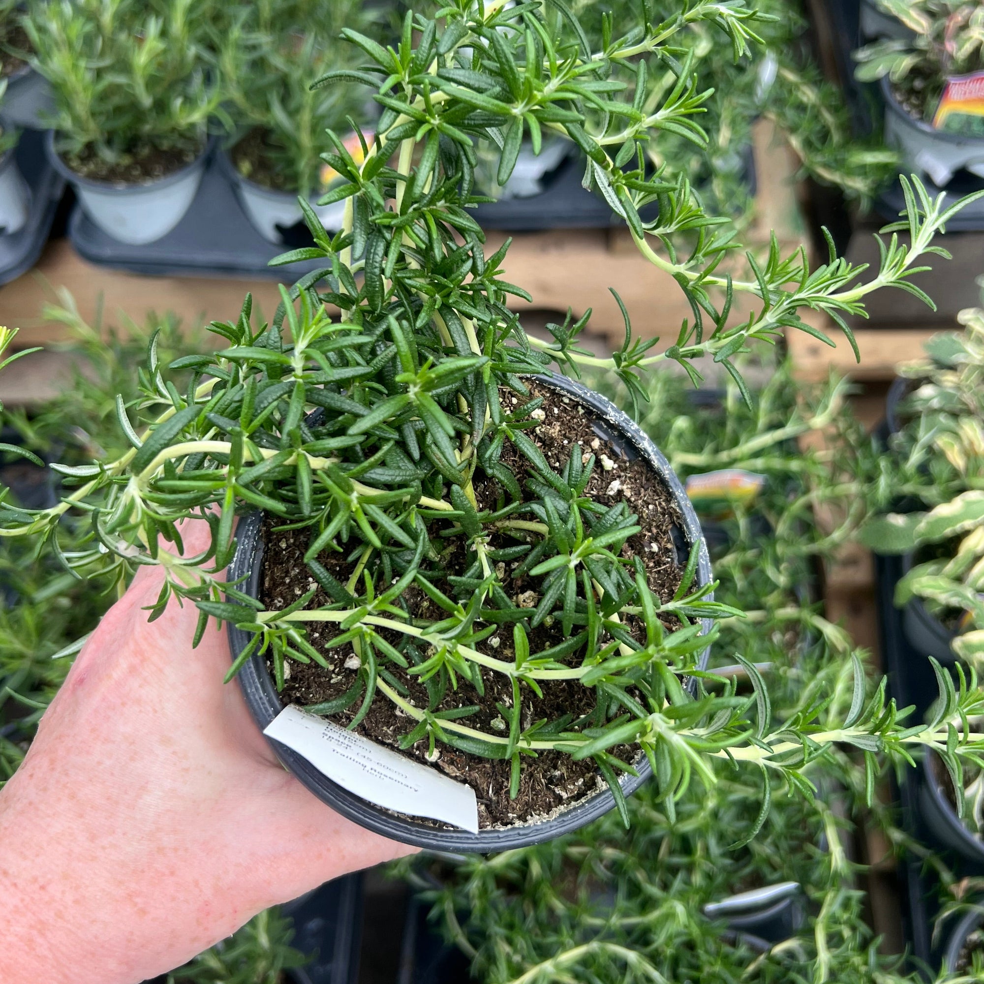 HERB 'Trailing' Rosemary