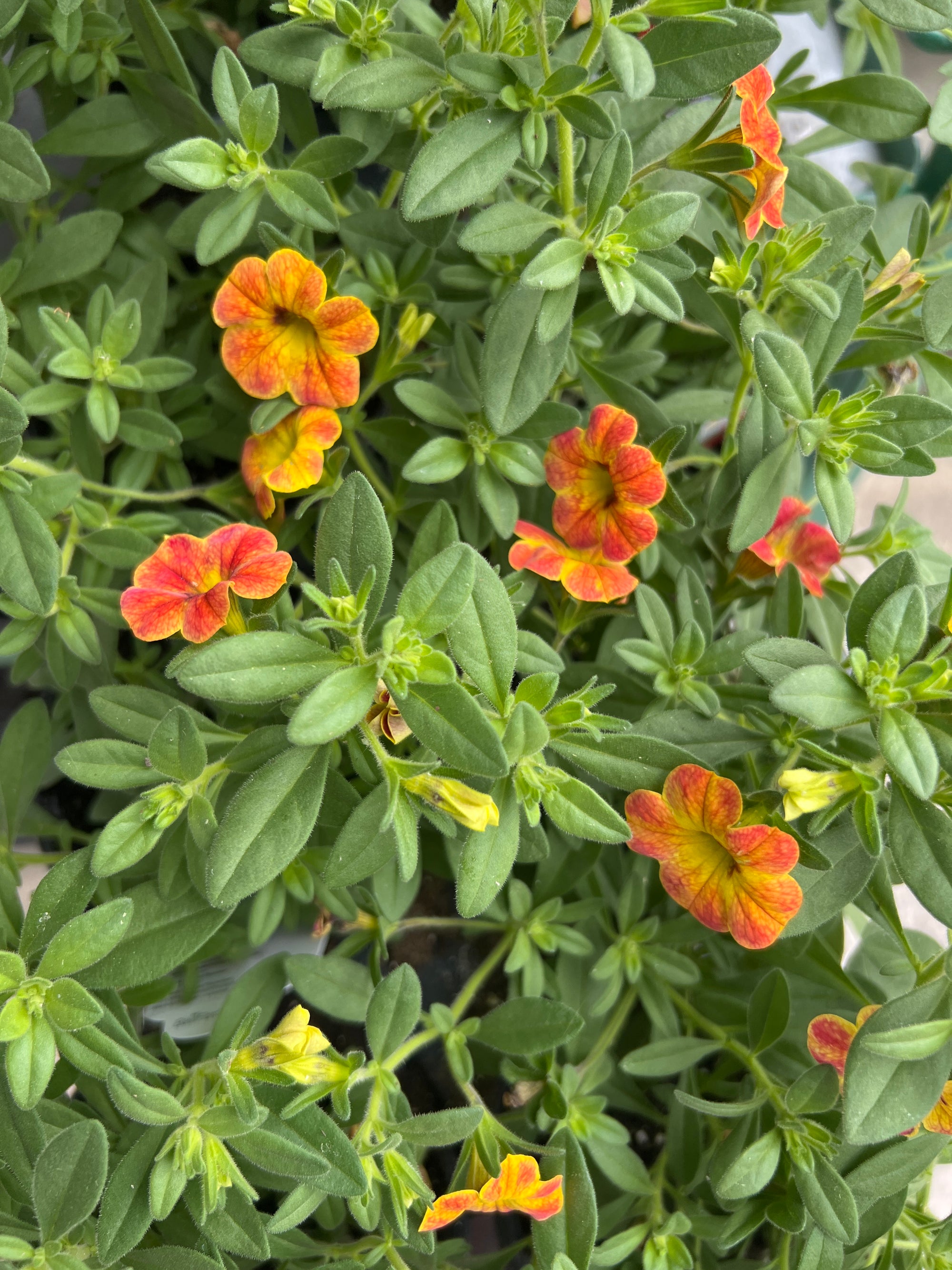 ANNUAL Calibrachoa Cha Cha Diva Orange