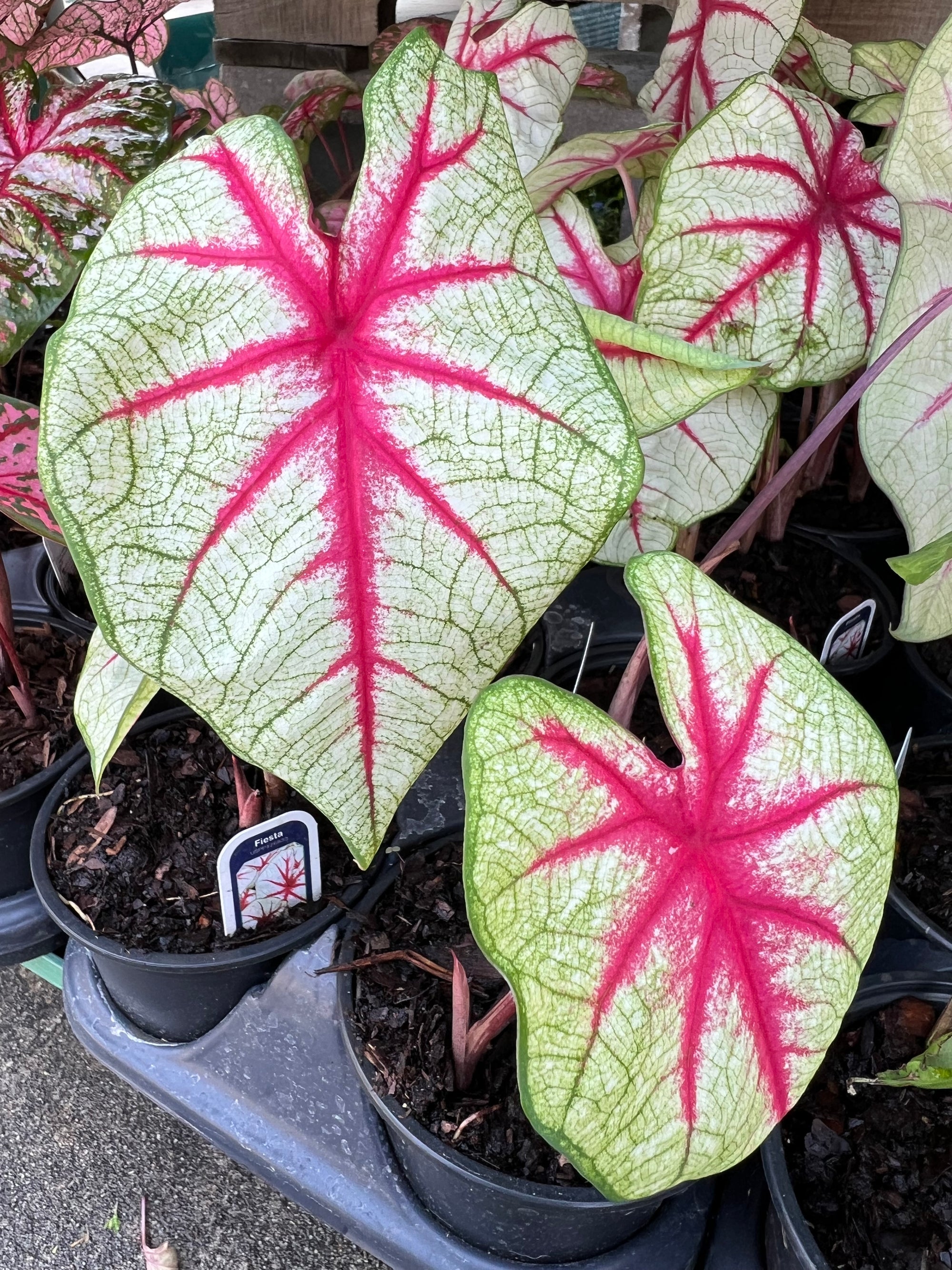 ANNUAL Caladium Fiesta