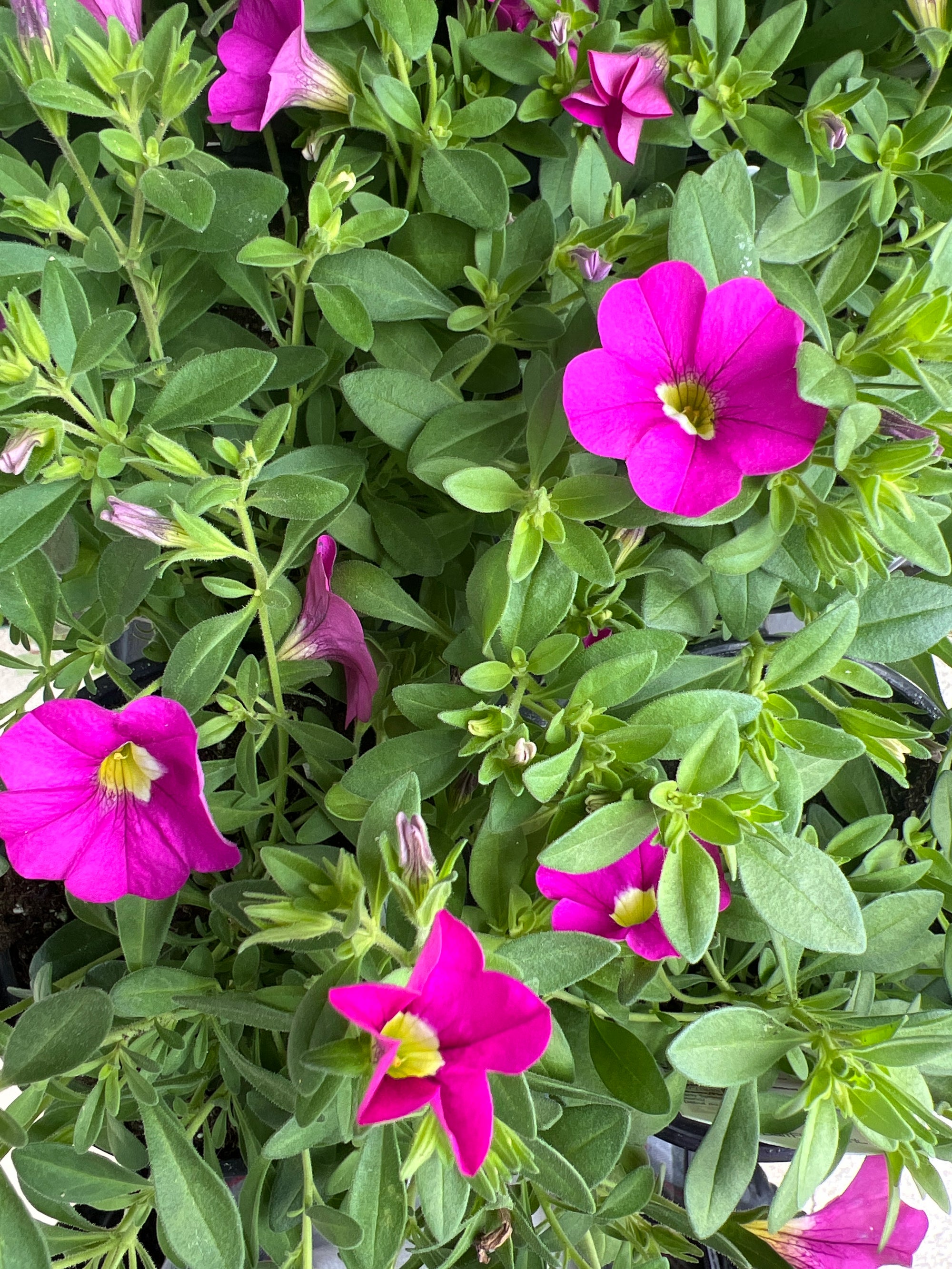 ANNUAL Calibrachoa Cabaret Pink