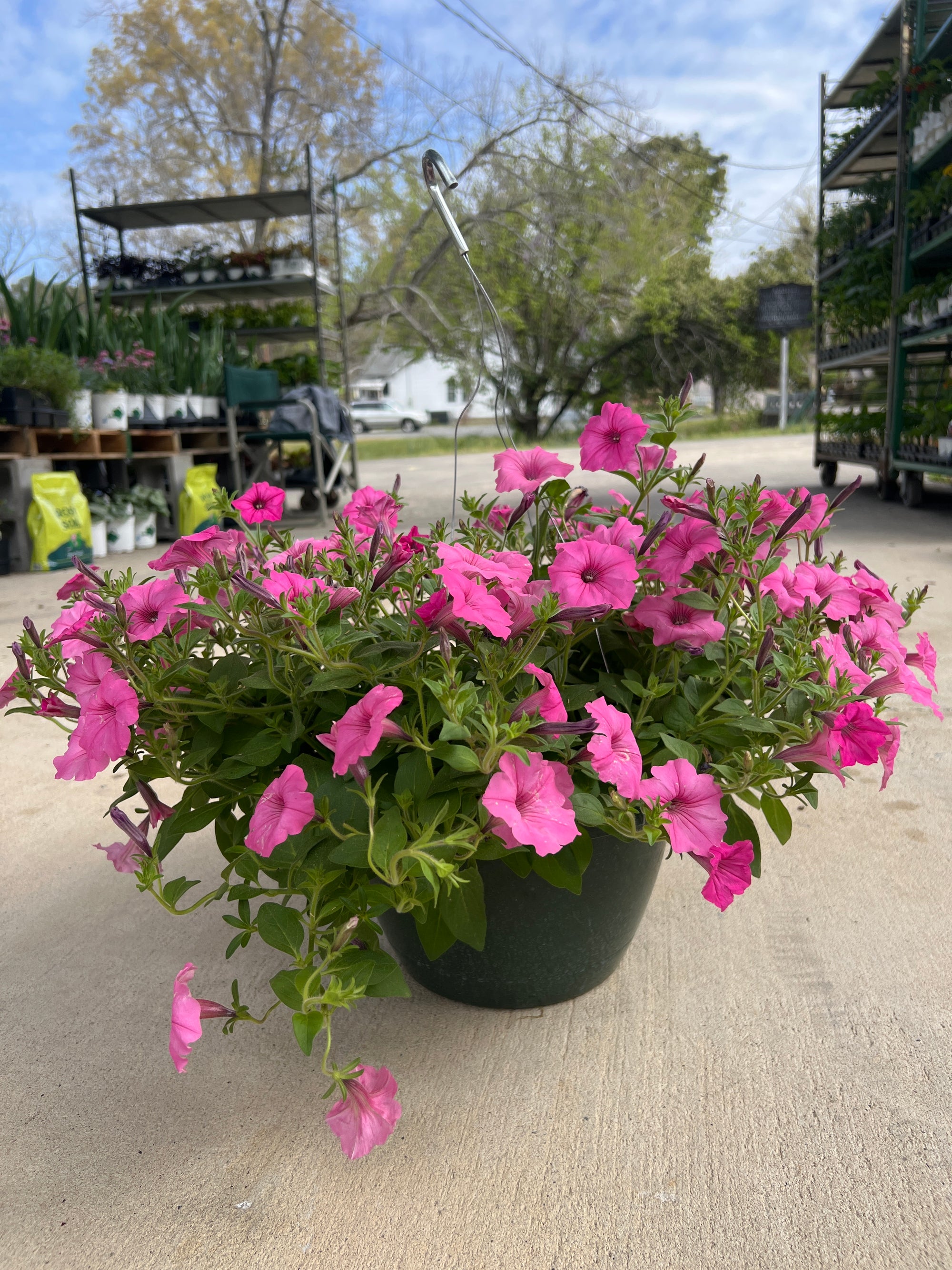ANNUAL Petunia Bubblegum PW HB