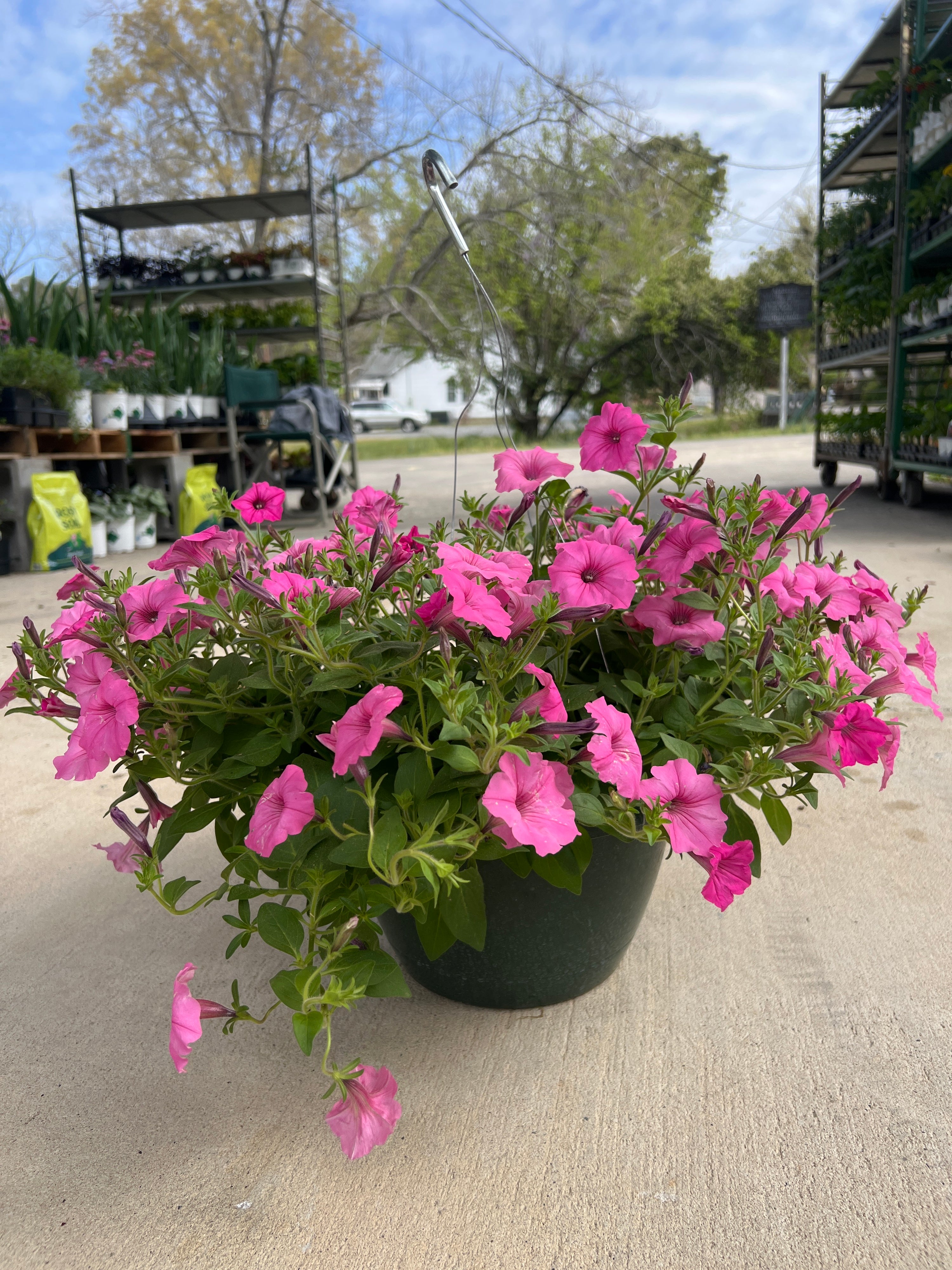 ANNUAL Petunia Bubblegum PW HB