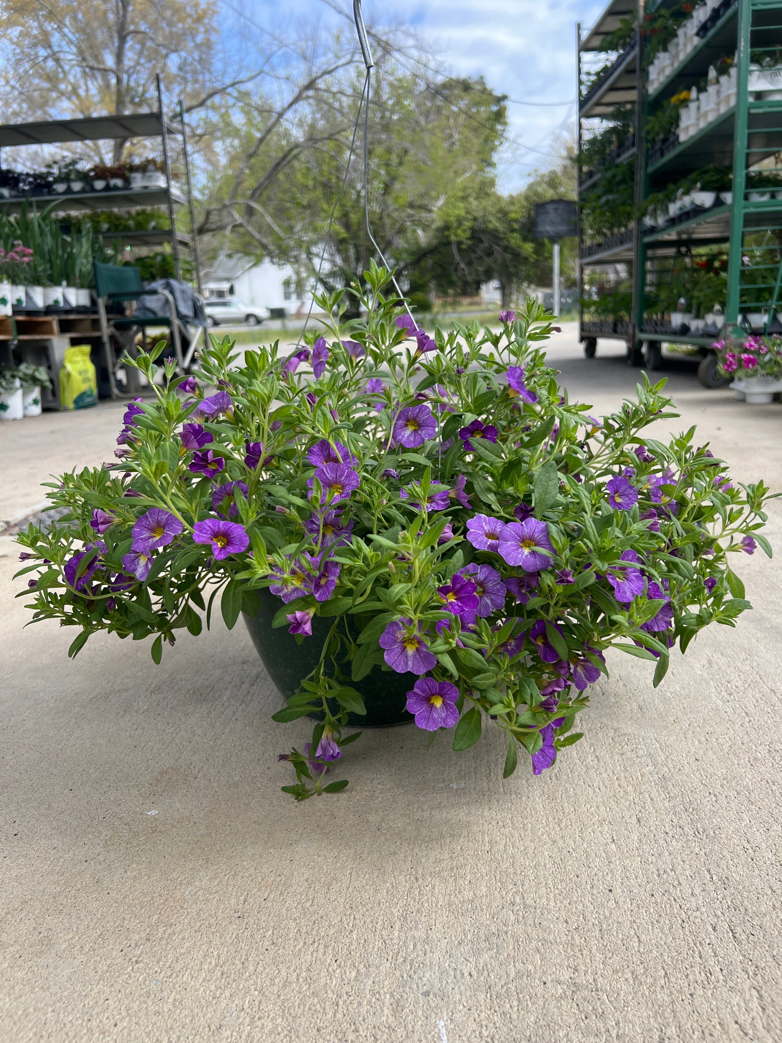 ANNUAL Calibrachoa Cha-Cha Diva Lavender HB