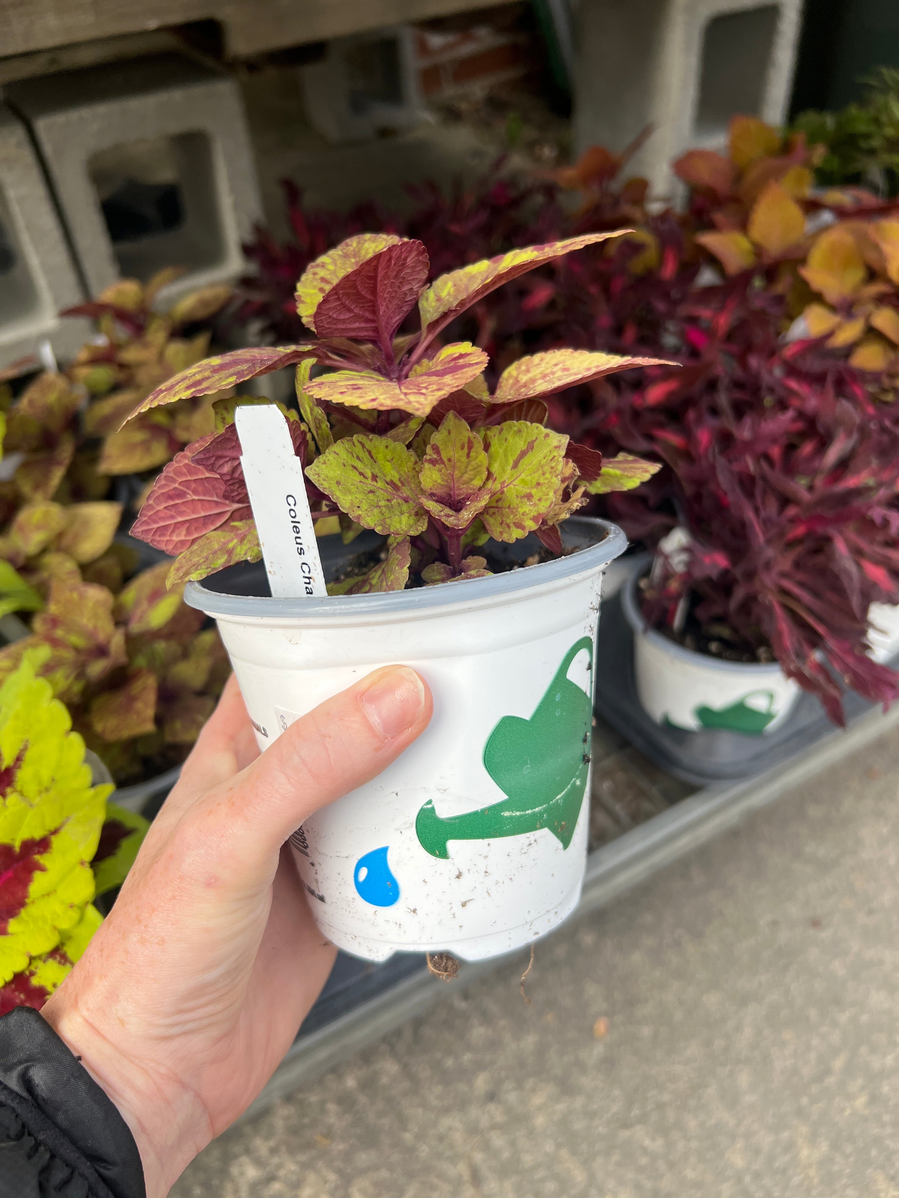 ANNUAL Coleus Charged Up Marble Mania