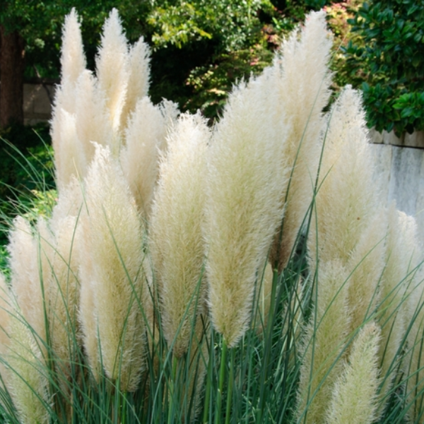 Dwarf Pampas Grass