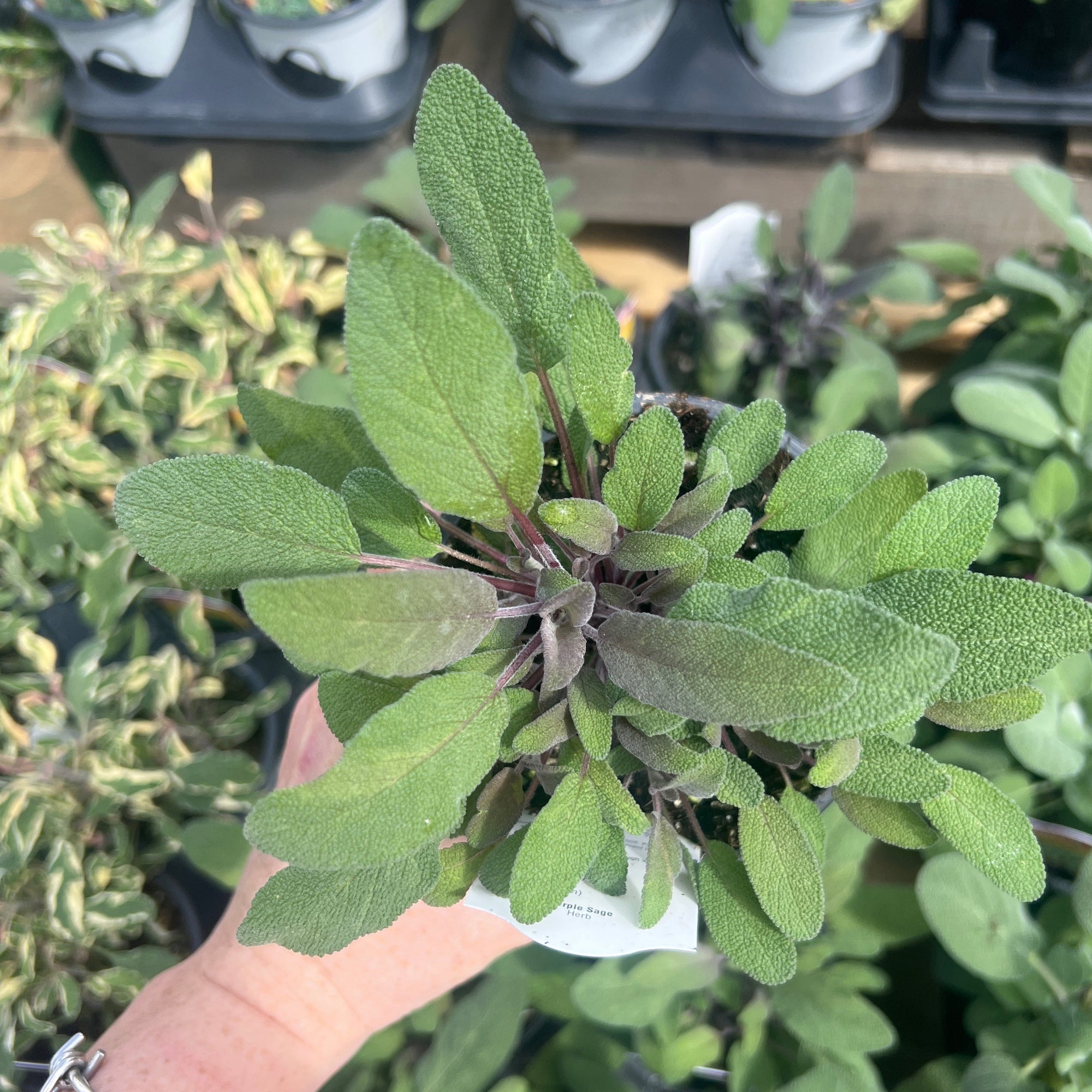 HERB 'Purple' Sage