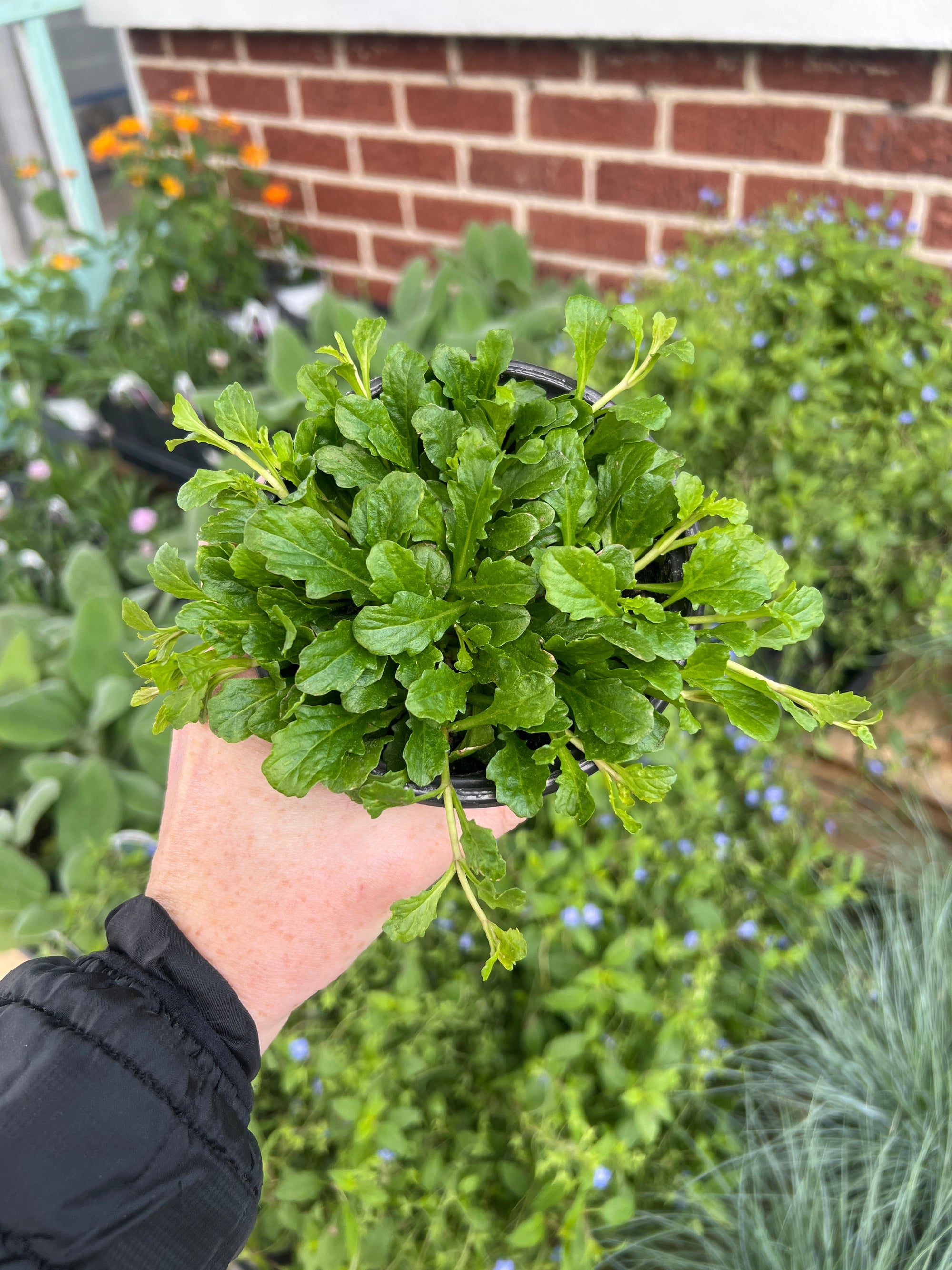 PERENNIAL Mazus 'Purple'