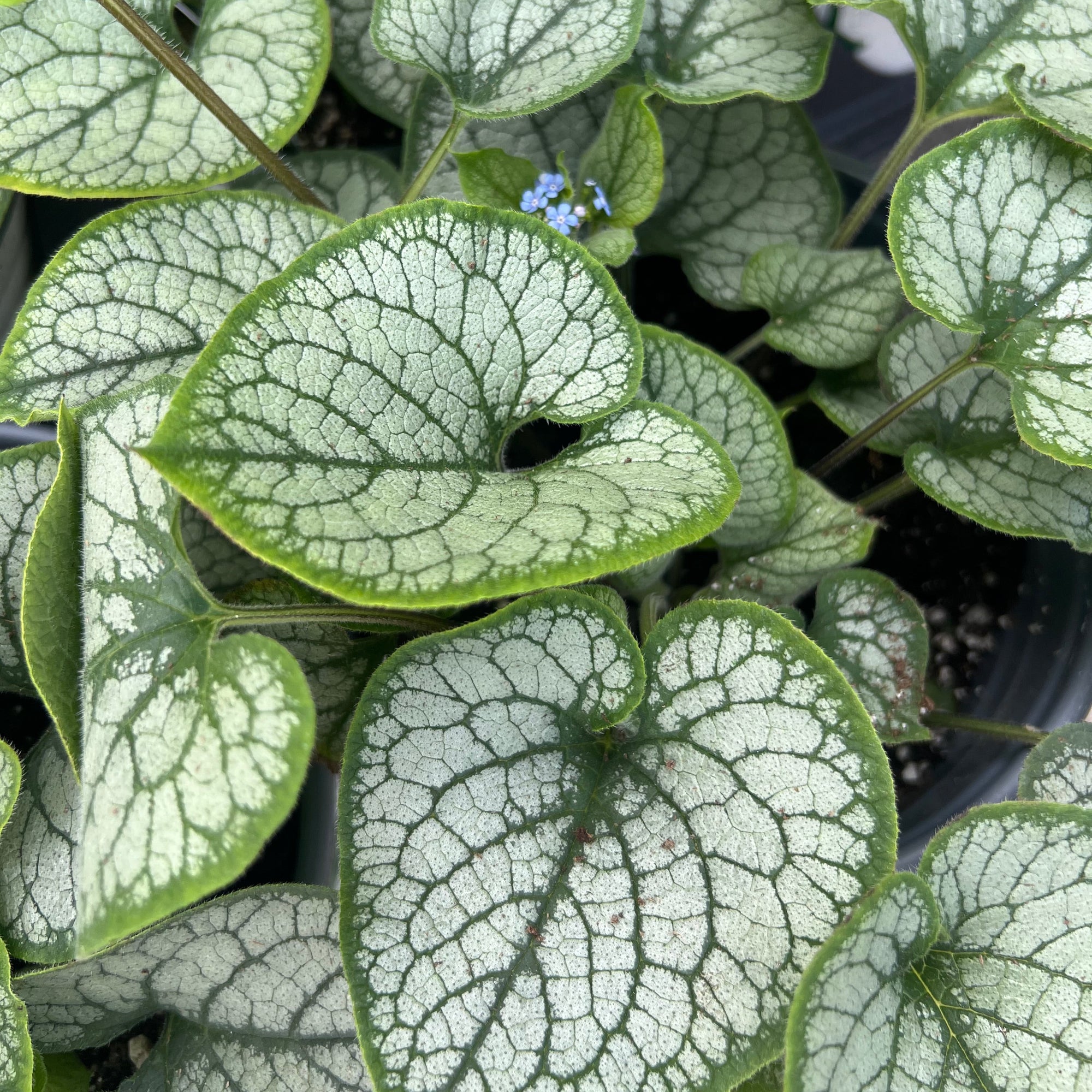 PERENNIAL Brunnera 'Jack Frost'