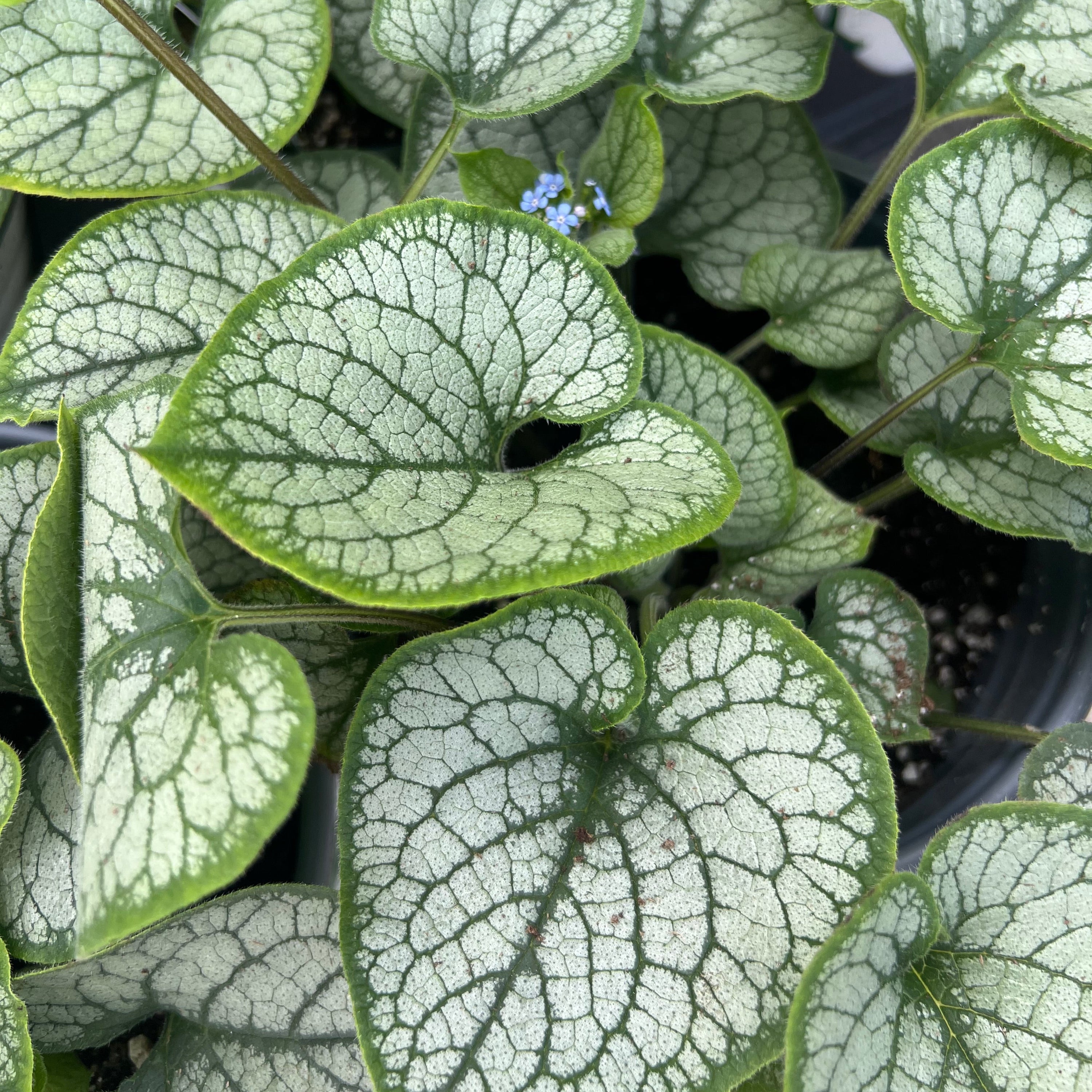 PERENNIAL Brunnera 'Jack Frost'