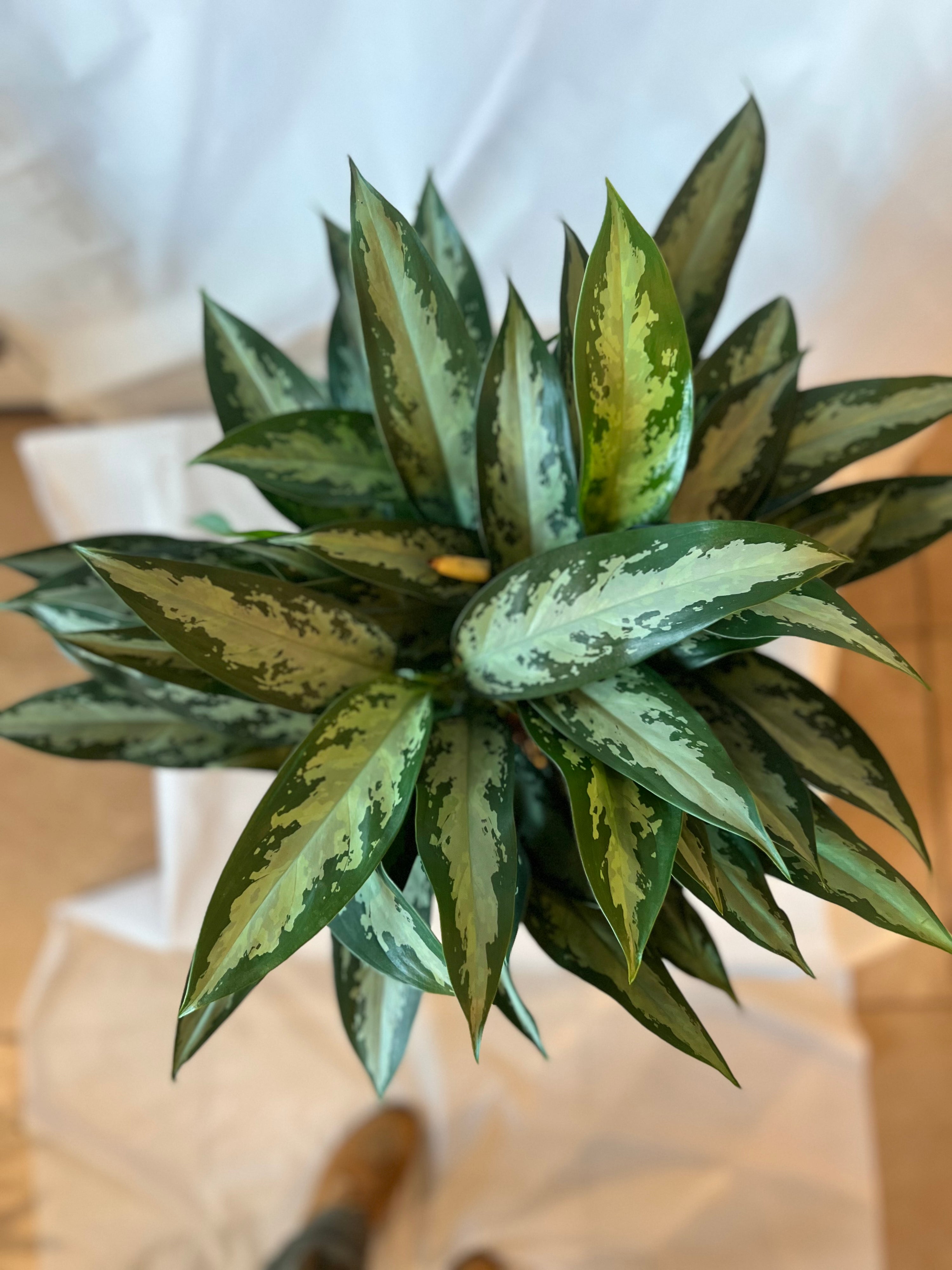 Aglaonema Jubilee 8”