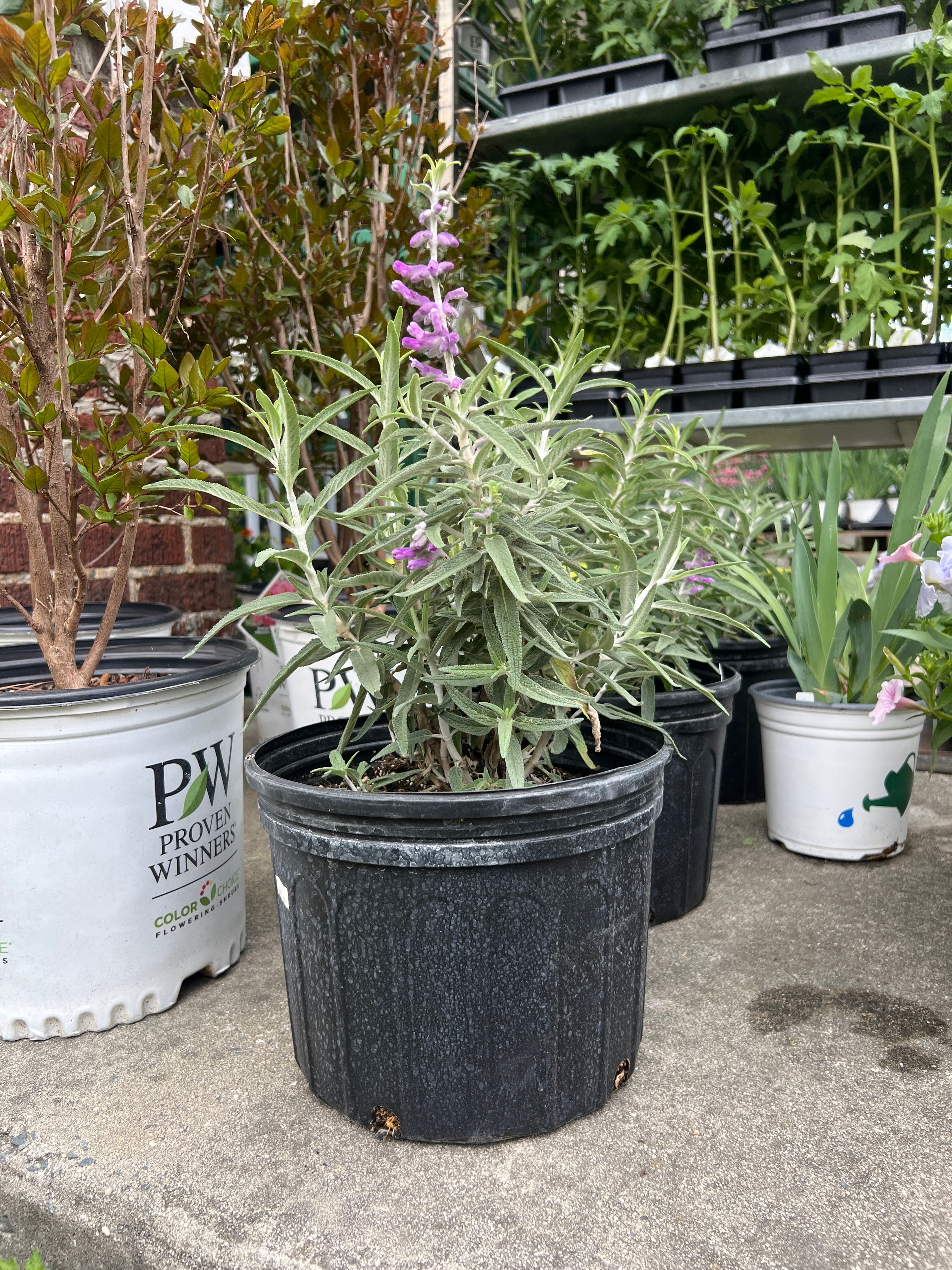 PERENNIAL Mexican Sage Bush 'Santa Barbera'