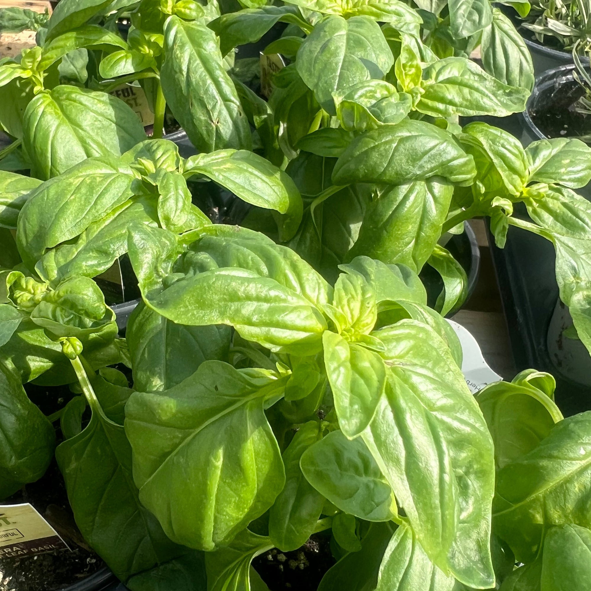 HERB Basil 'Prospera Sweet'