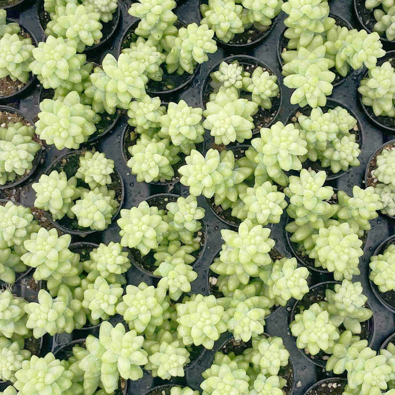 SEDUM Morganianum Burrito - 2" Pot