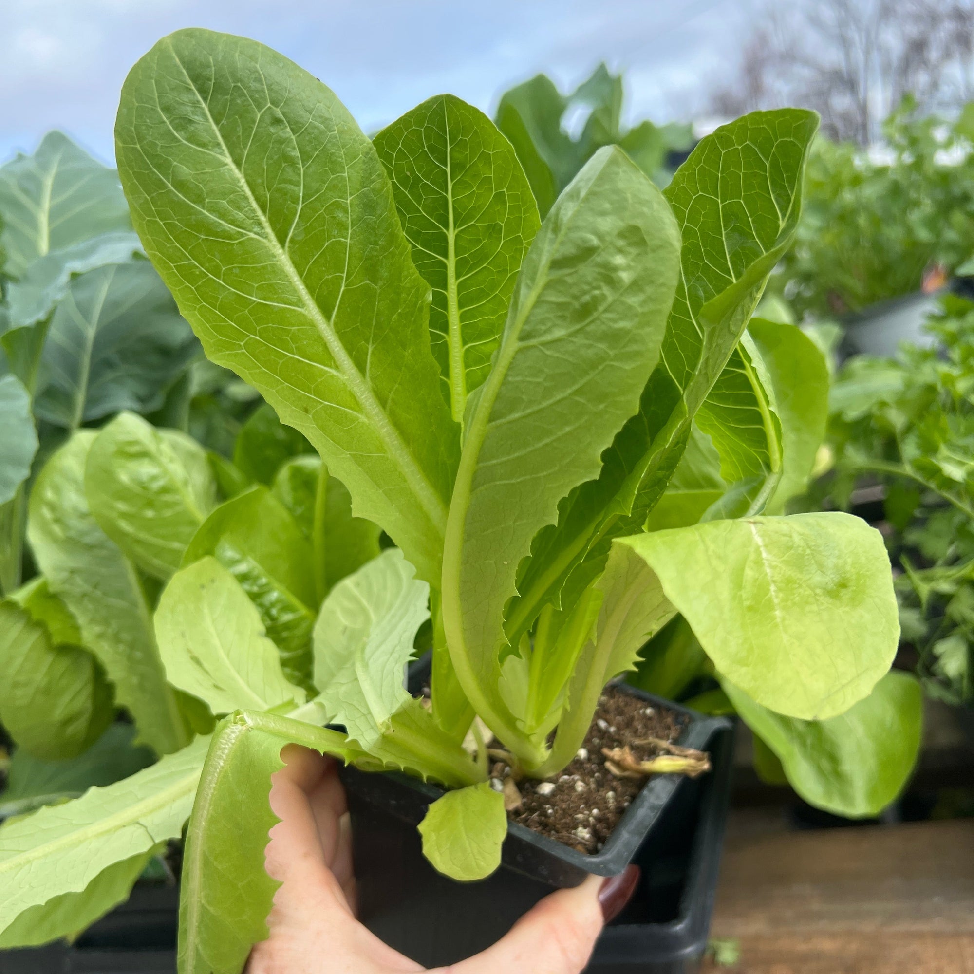 VEGETABLE Lettuce 'Romaine'