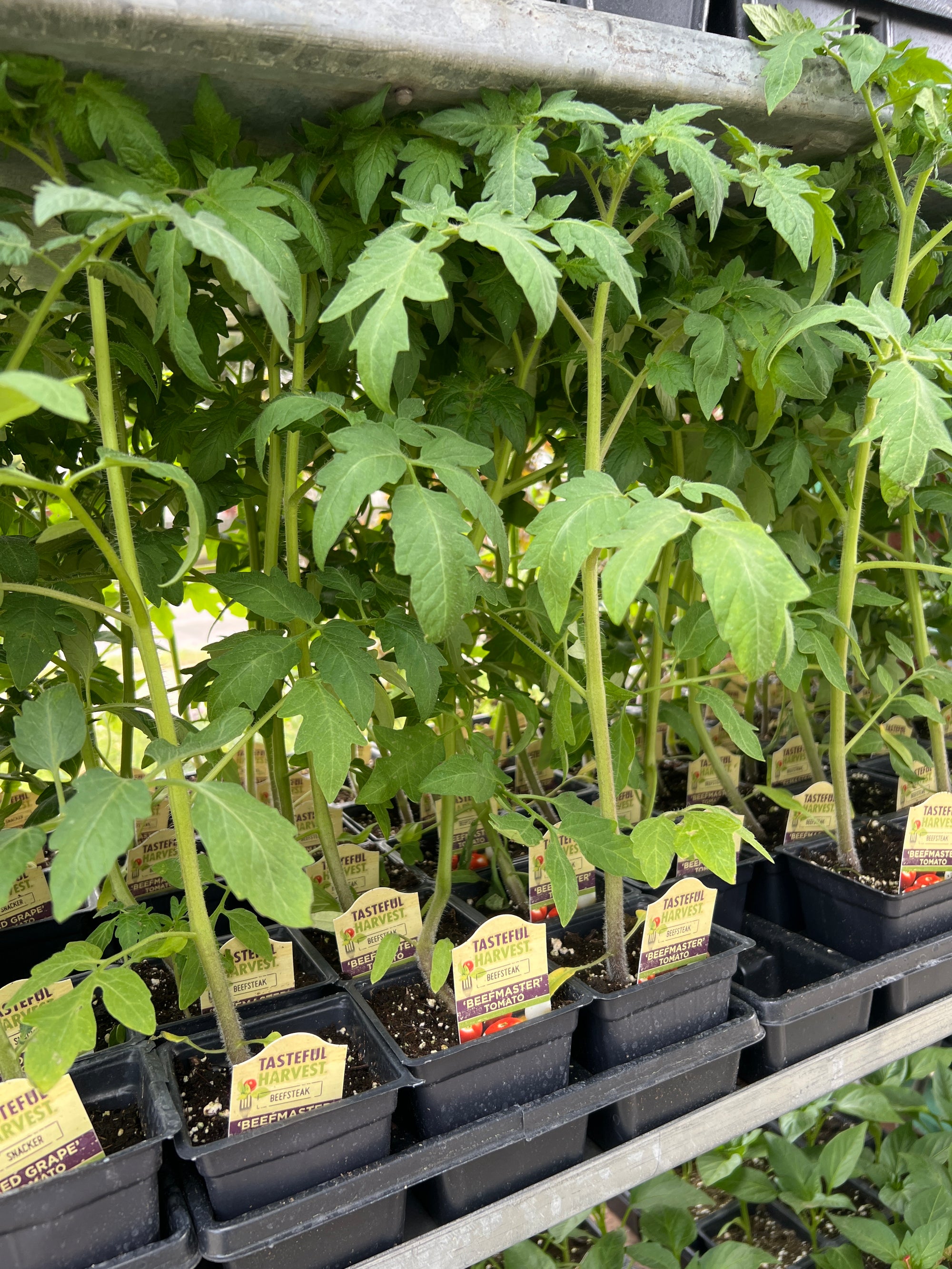 HARVEST Tomatoes 'Beef Master'