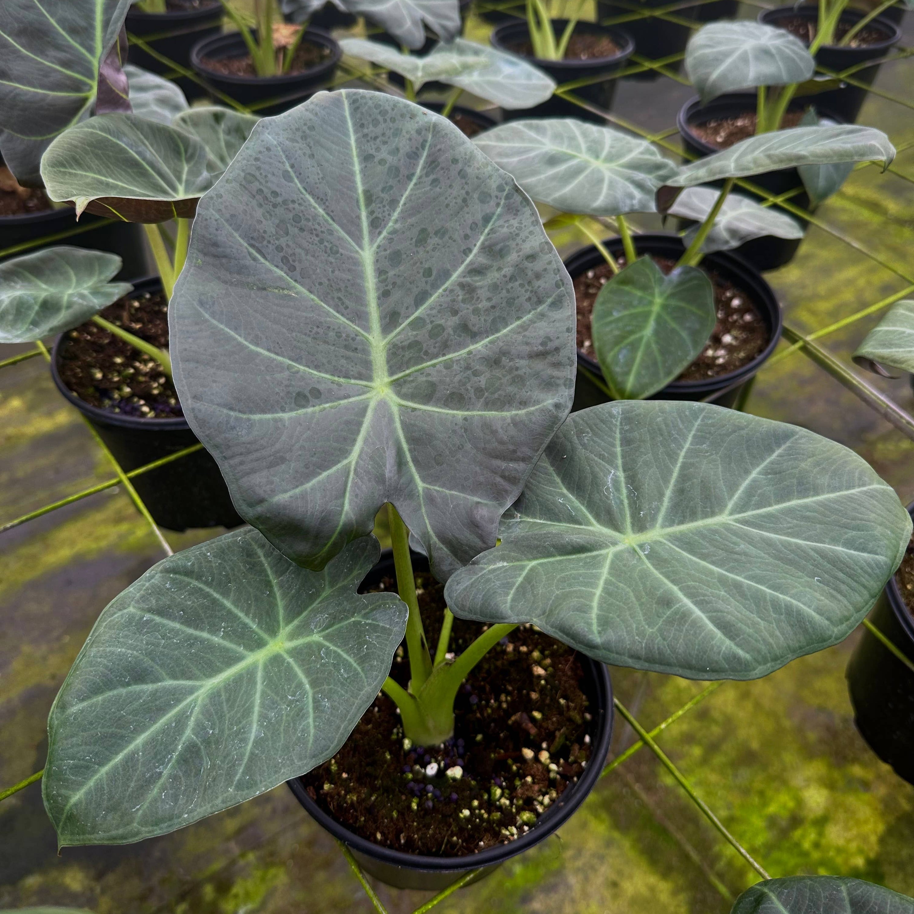 Potted plants with large green leaves on a tiled floor
