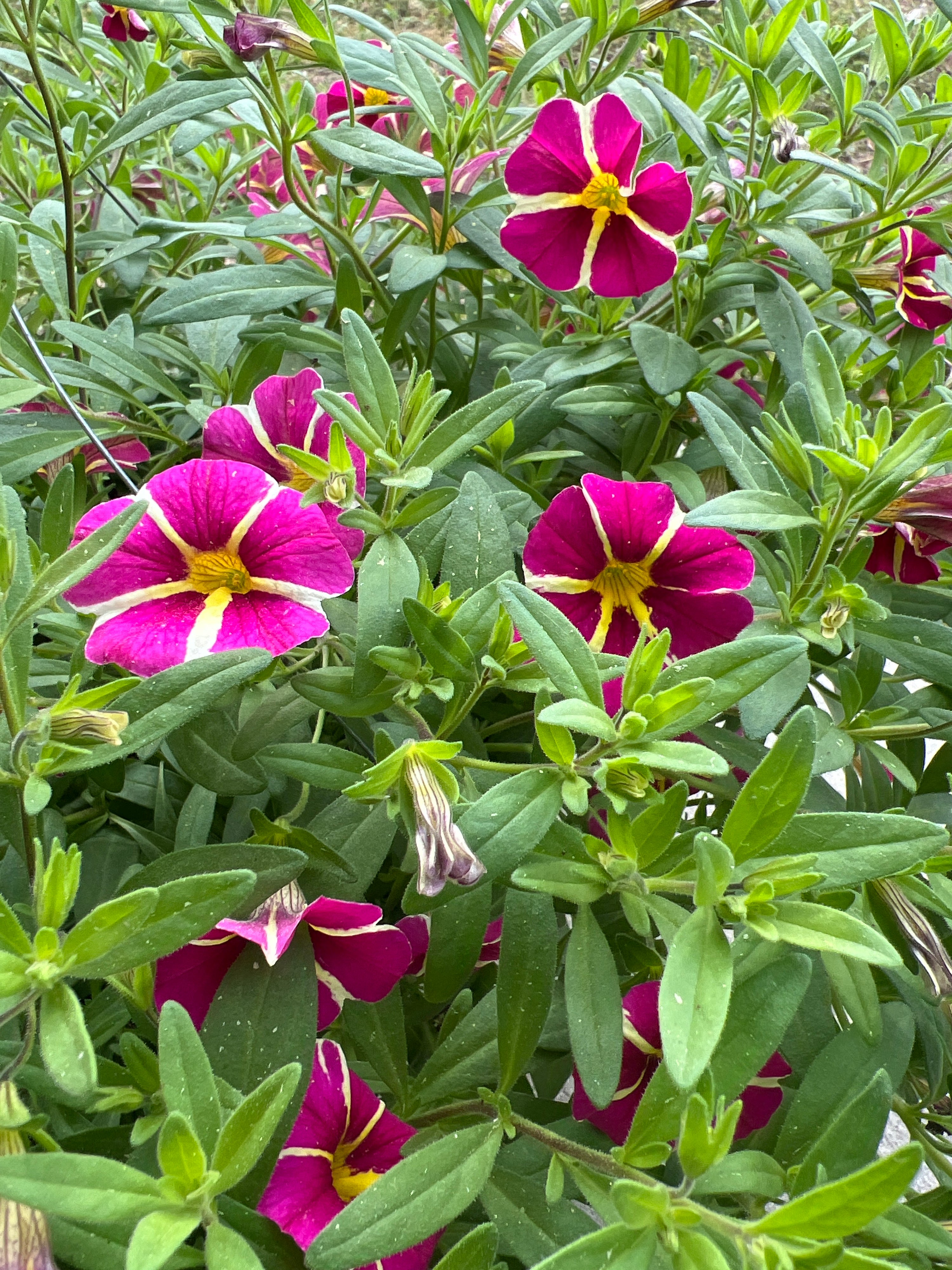 ANNUAL Calibrachoa Cha-Cha Hot Pink Star HB