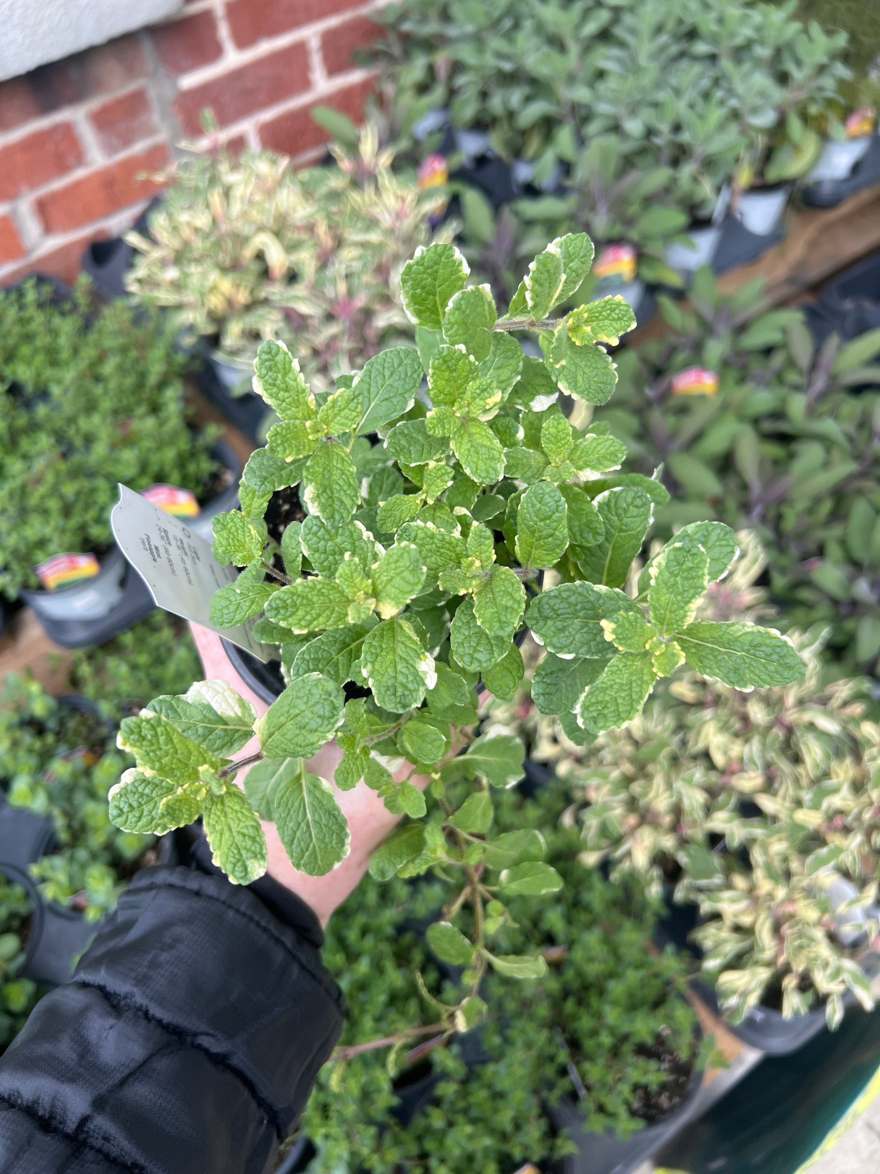 HERB 'Pineapple' Mint