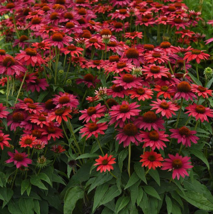 Echinacea Sombrero® Tres Amigos