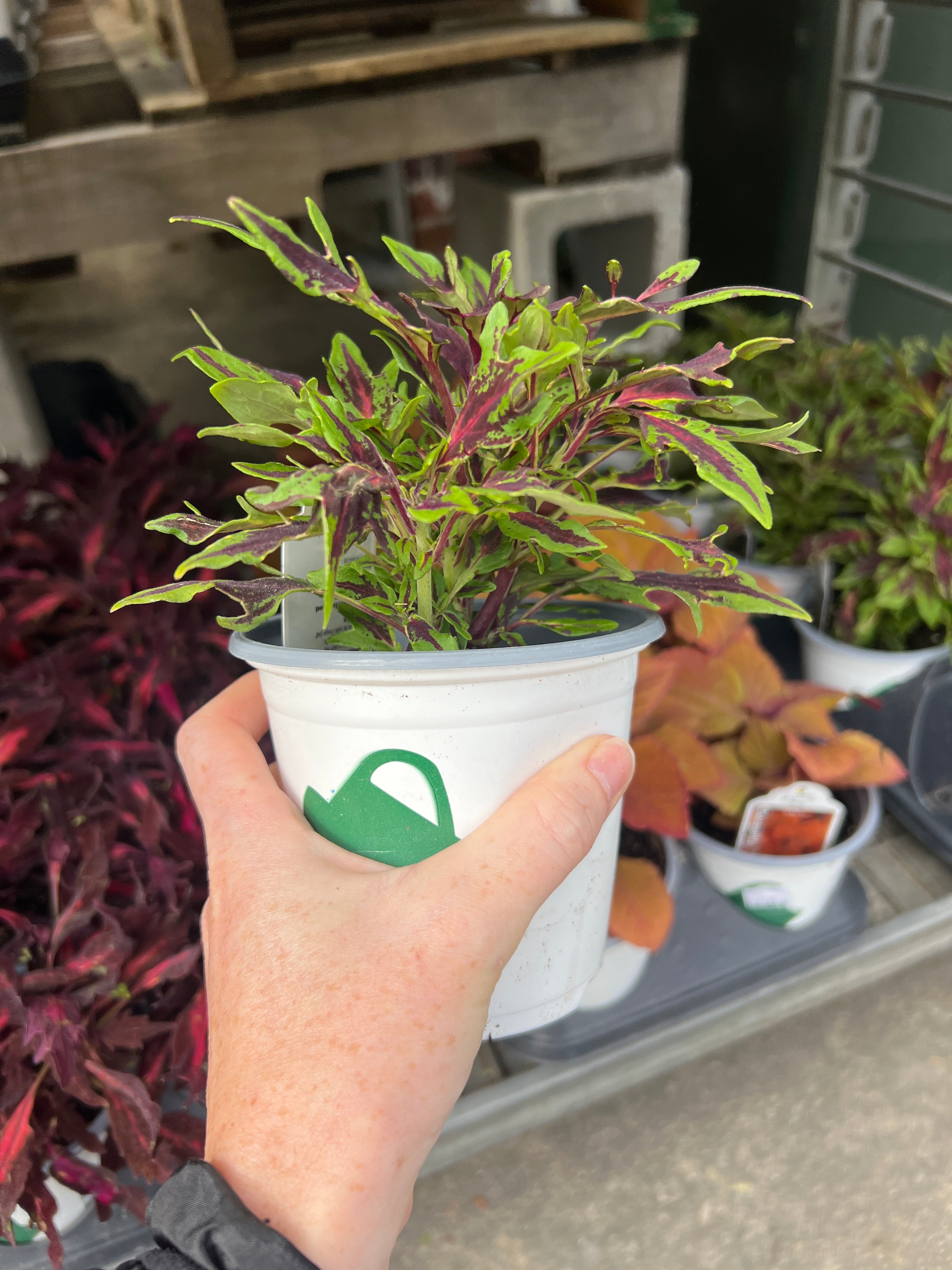 ANNUAL Coleus Flame Thrower Chili Pepper