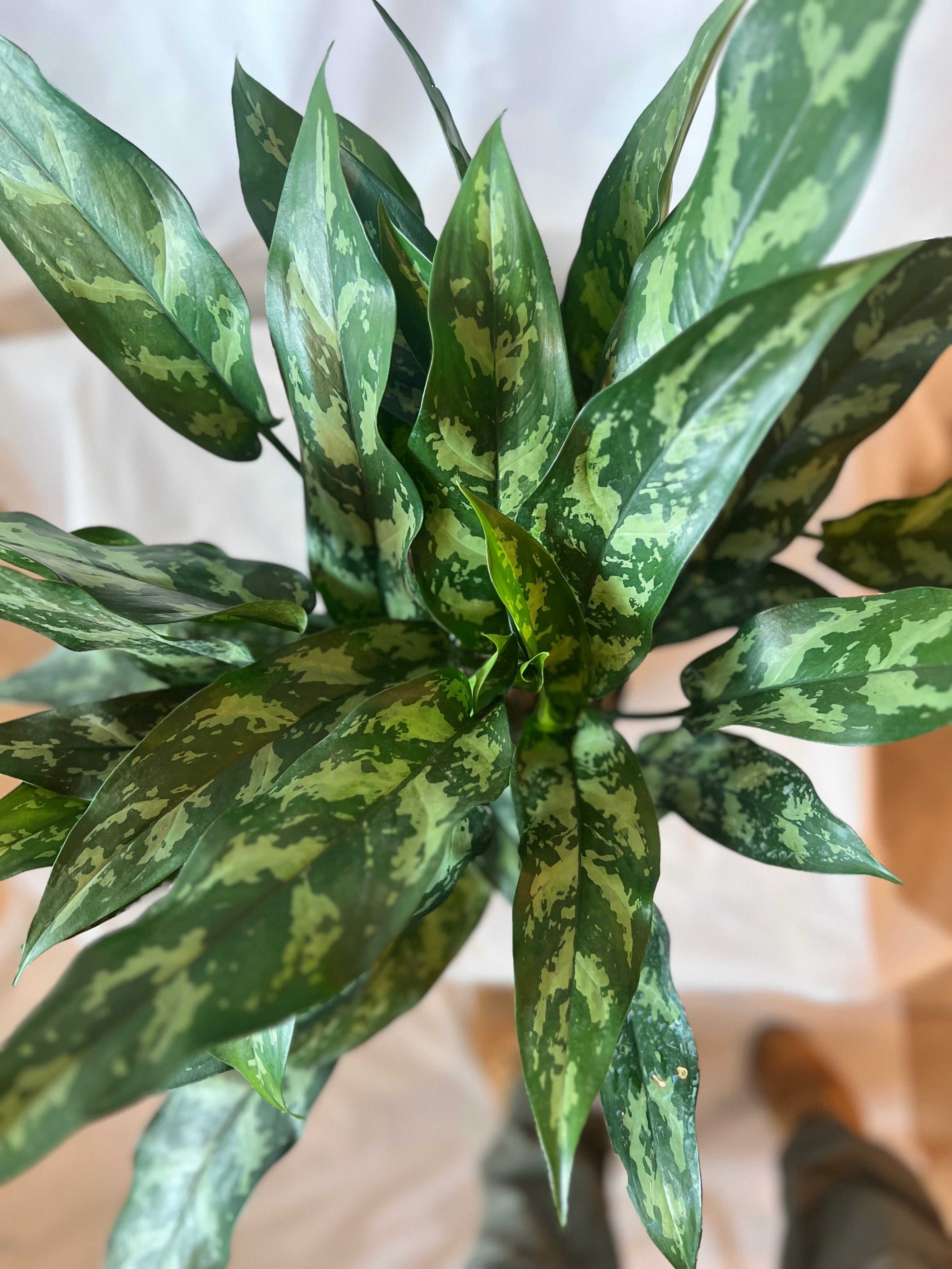 Aglaonema Maria 8”