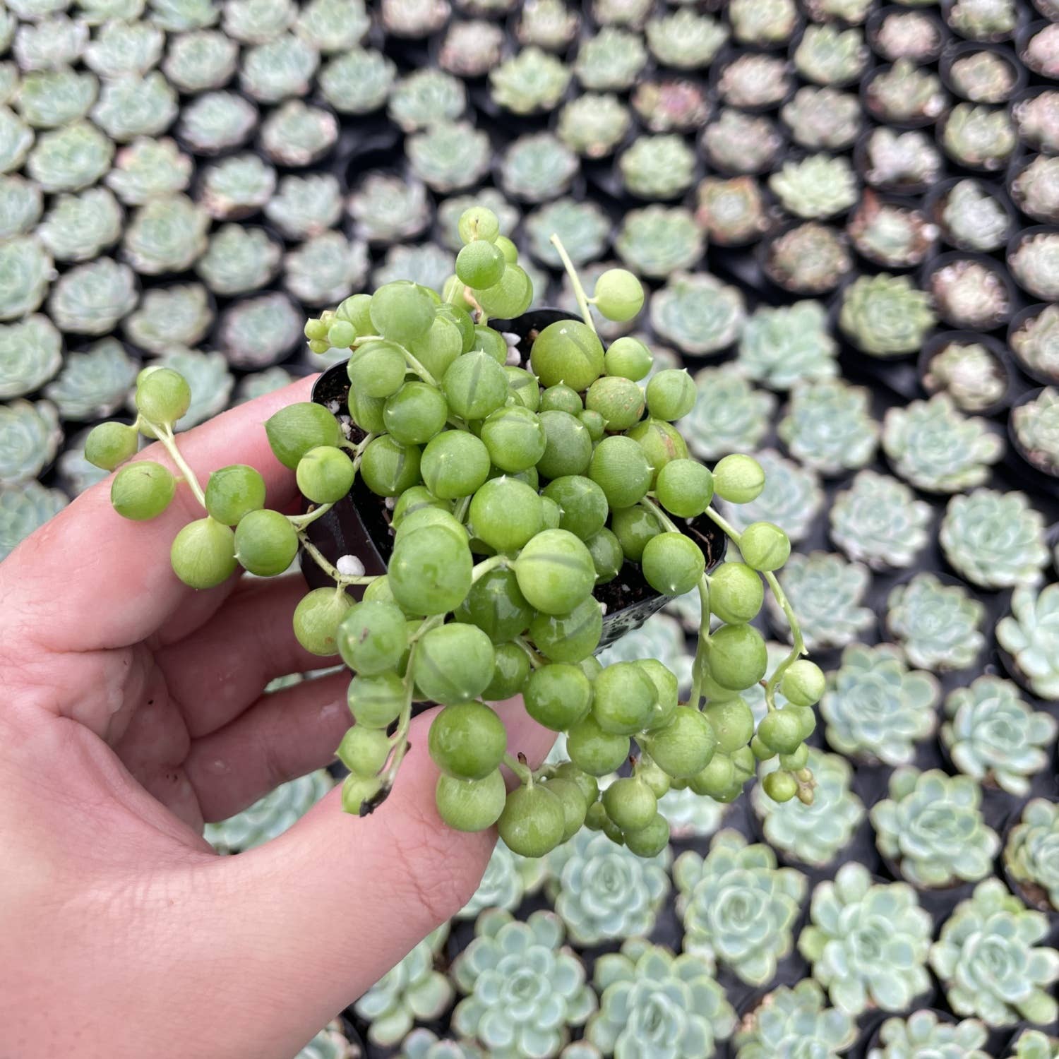 SUCCULENT String of Pearls Live - 2" Pot