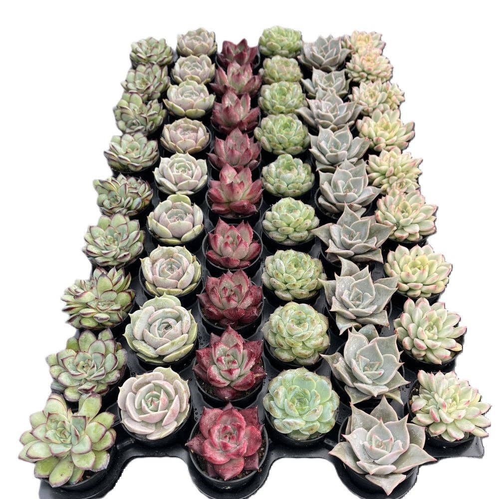 SUCCULENT Rosettes, Assorted - 2" Pots