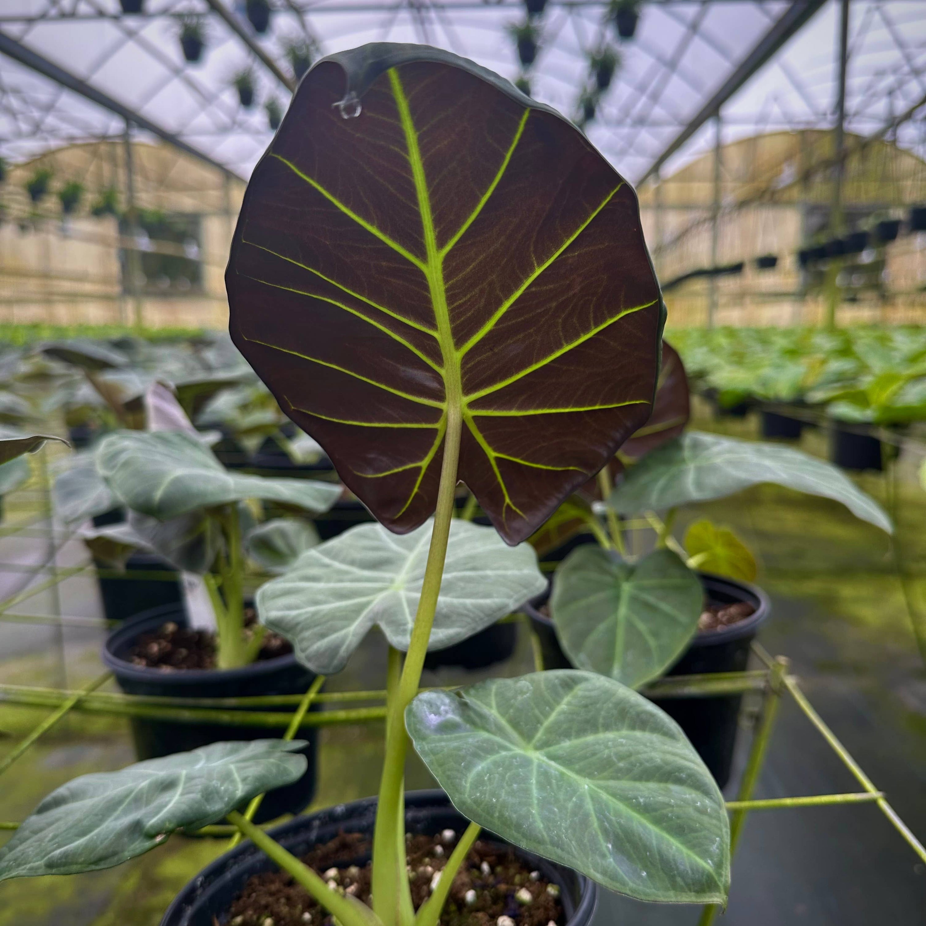 Potted plant with large leaves in a greenhouse setting