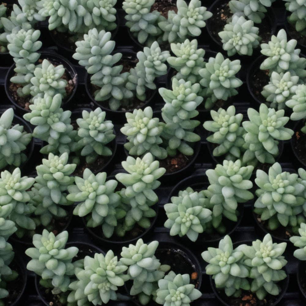 SEDUM Morganianum Burrito - 2" Pot