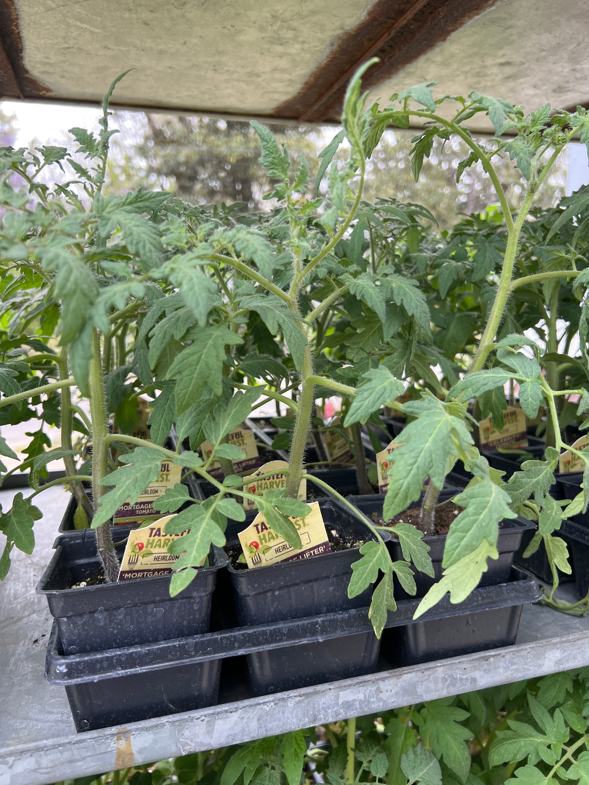 HARVEST Tomatoes 'Mortgage Lifter'