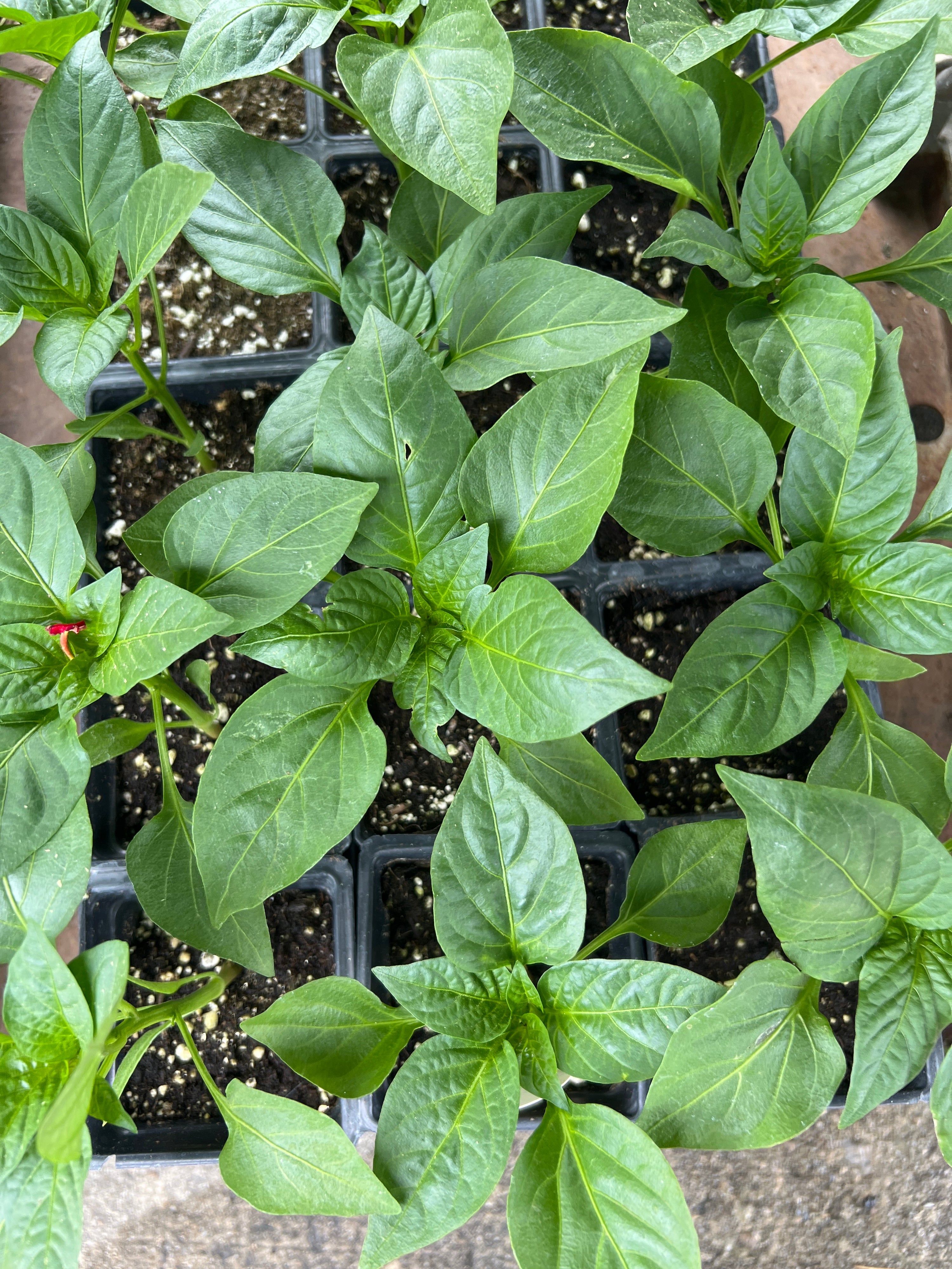 HARVEST Peppers California Wonder Bell