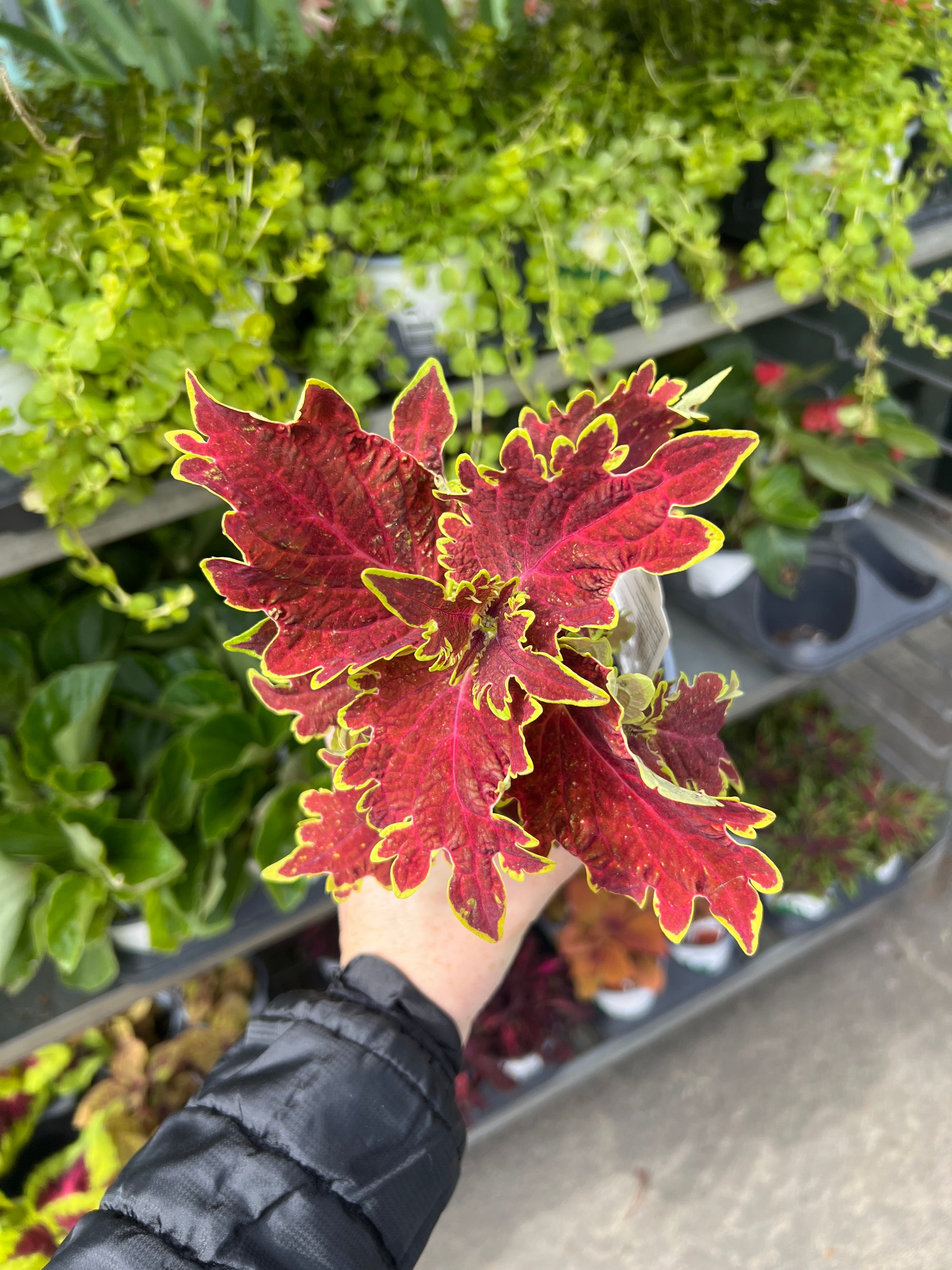 ANNUAL Coleus Charged Up Vulcan