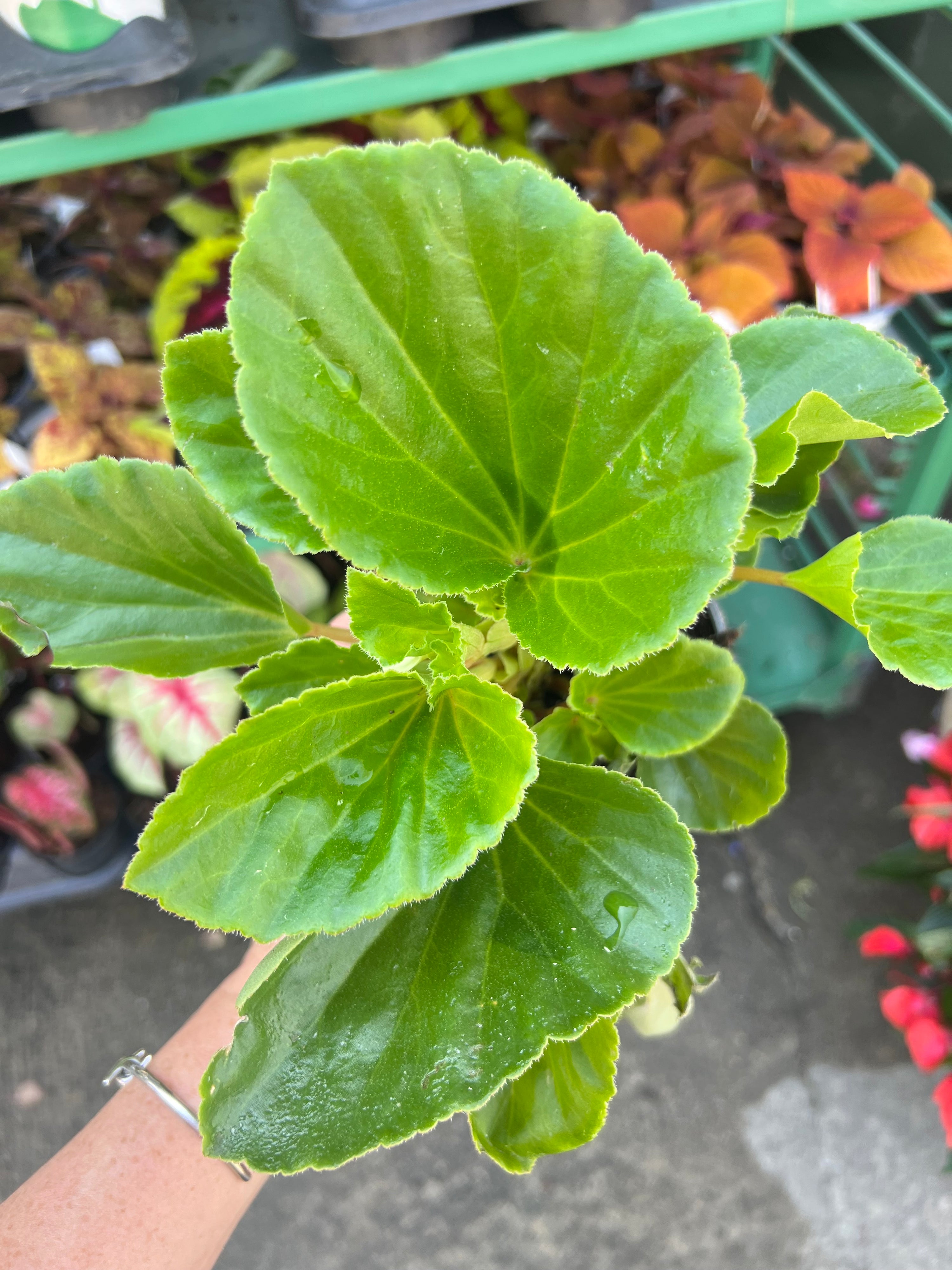 ANNUAL Begonia Babywing G/L White