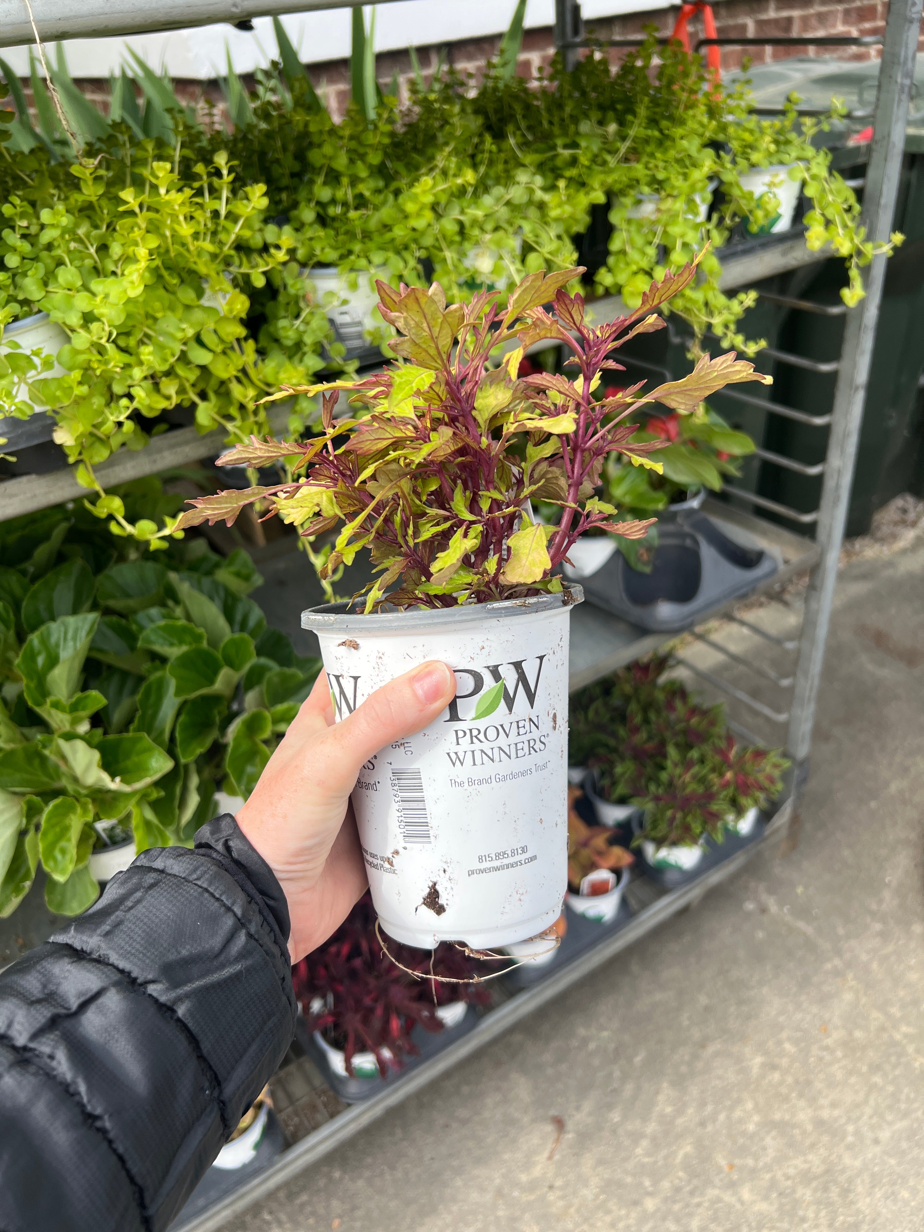ANNUAL Coleus Pineapple Brandy PW