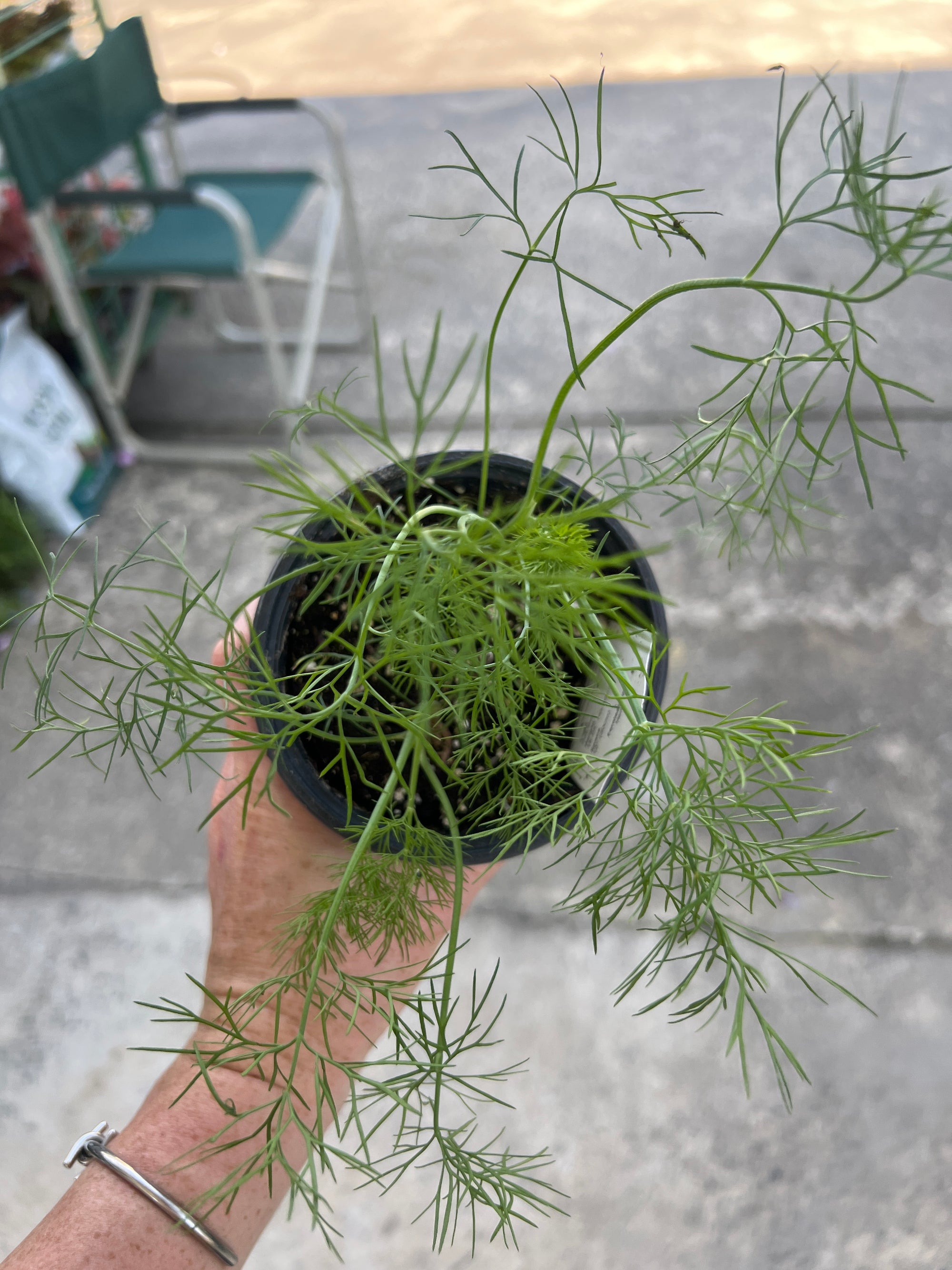 HERB Fernleaf Dill
