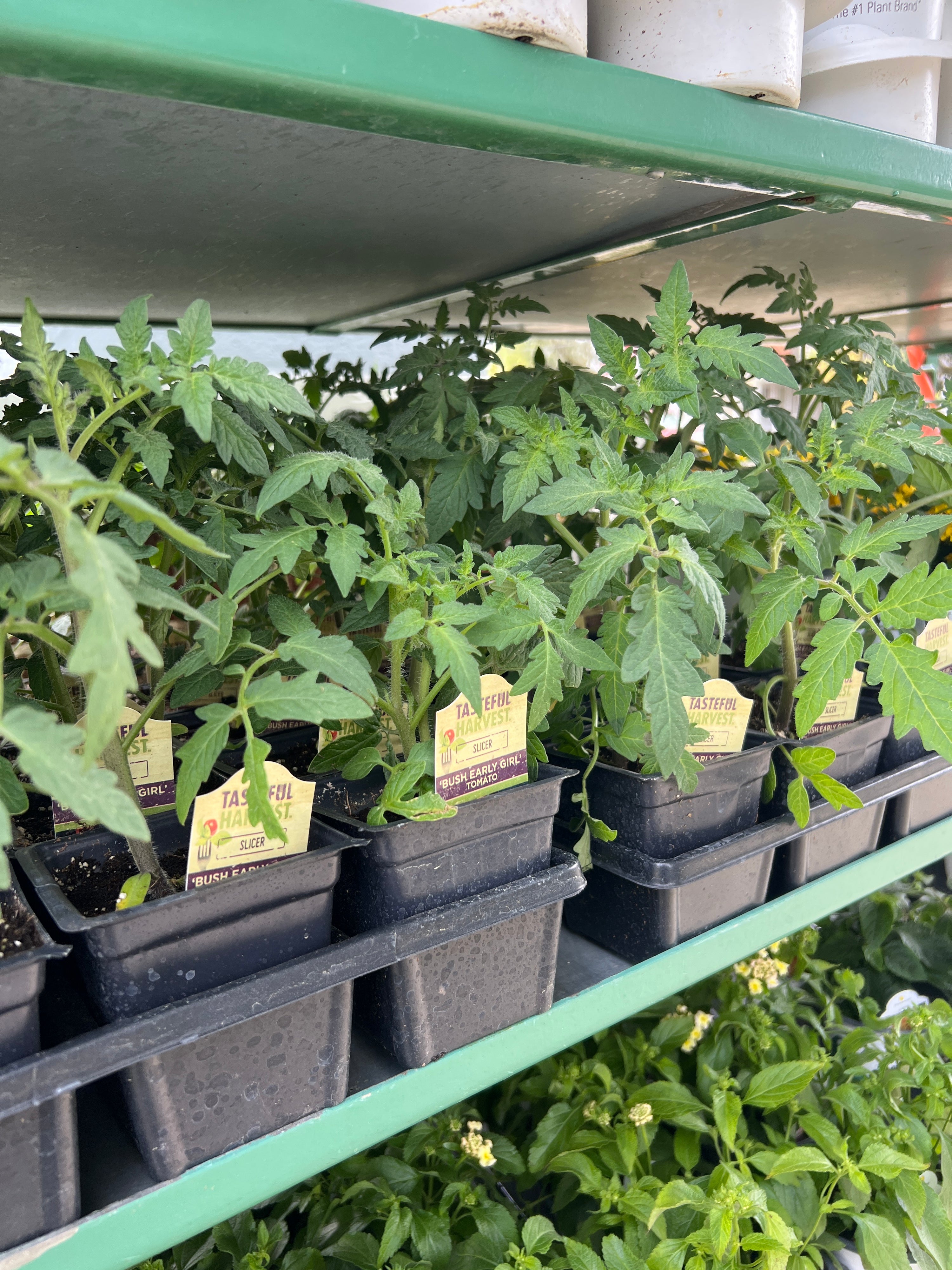 HARVEST Tomatoes 'Bush Early Girl'