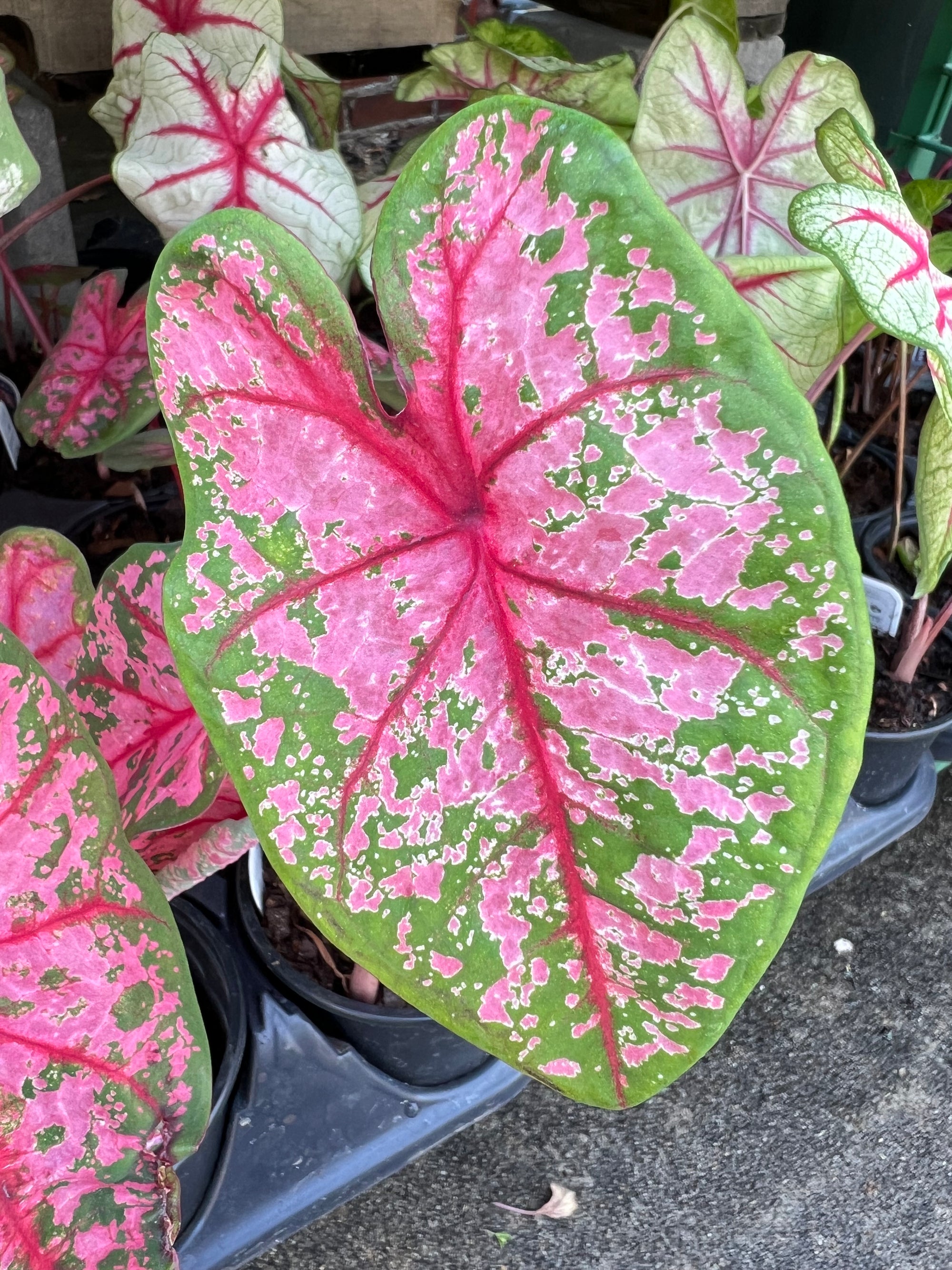 ANNUAL Caladium Carolyn Wharton