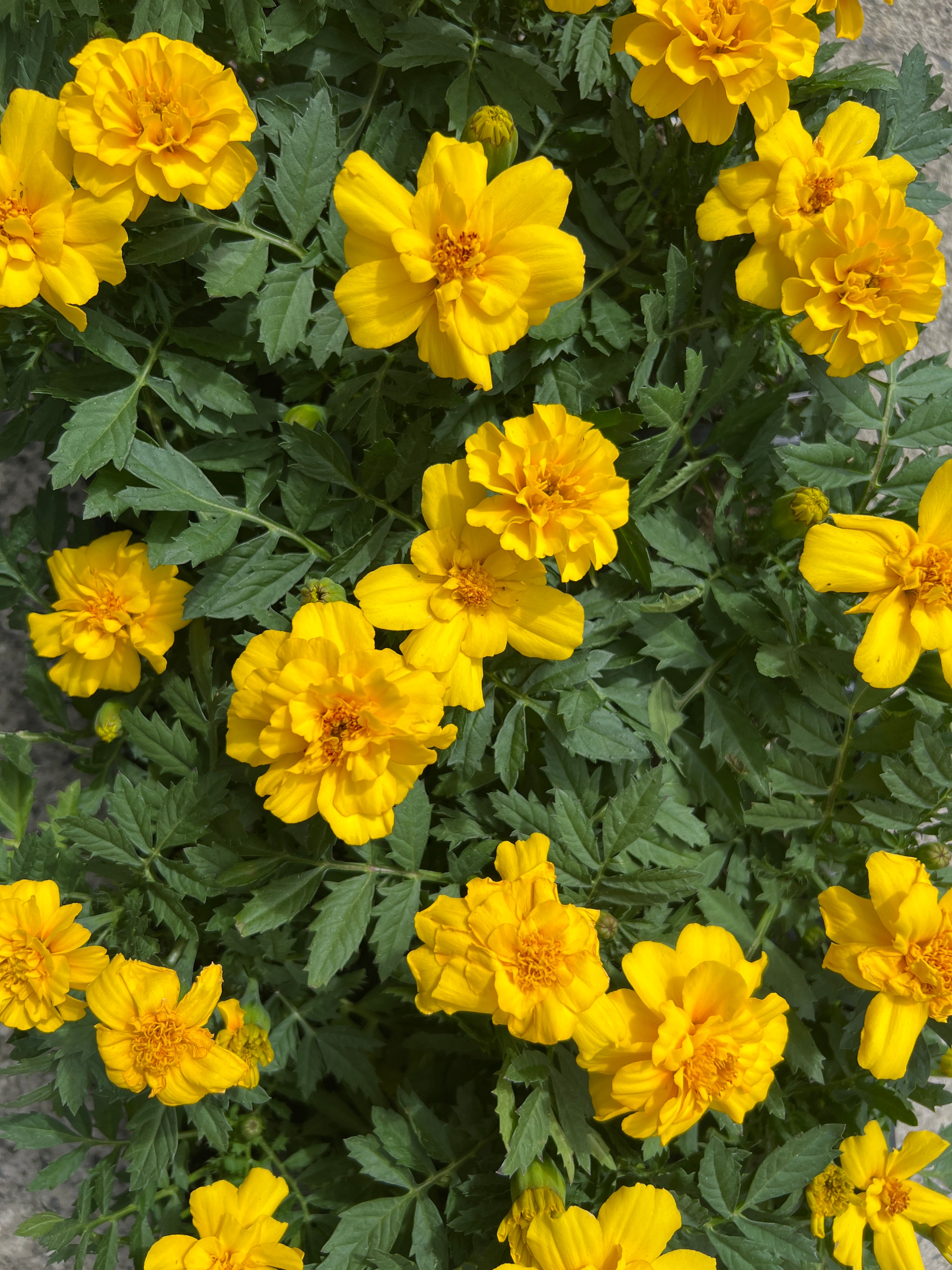 ANNUAL Marigold Safari Yellow