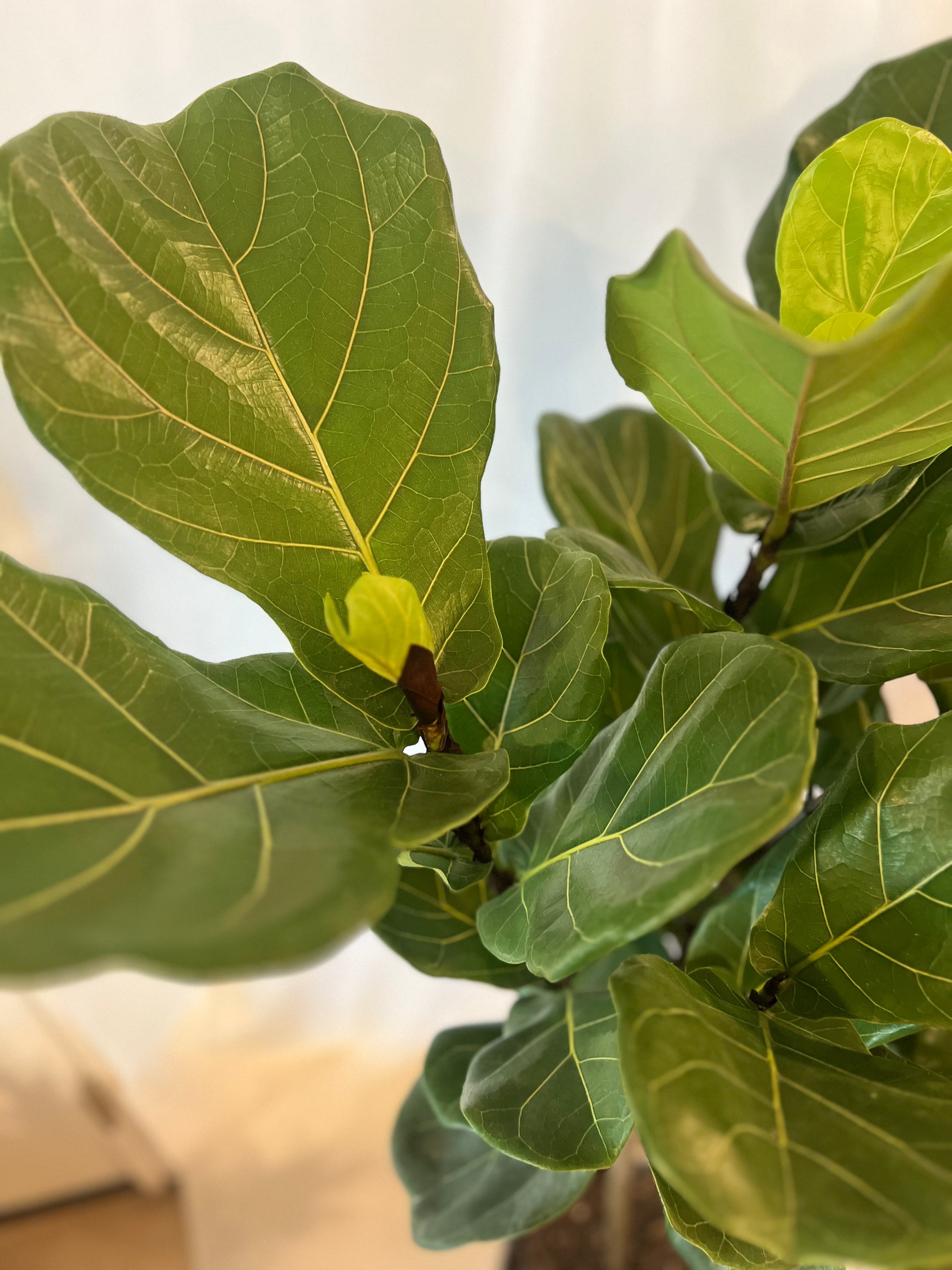Ficus Lyrata Standard 4-4.5' 10”