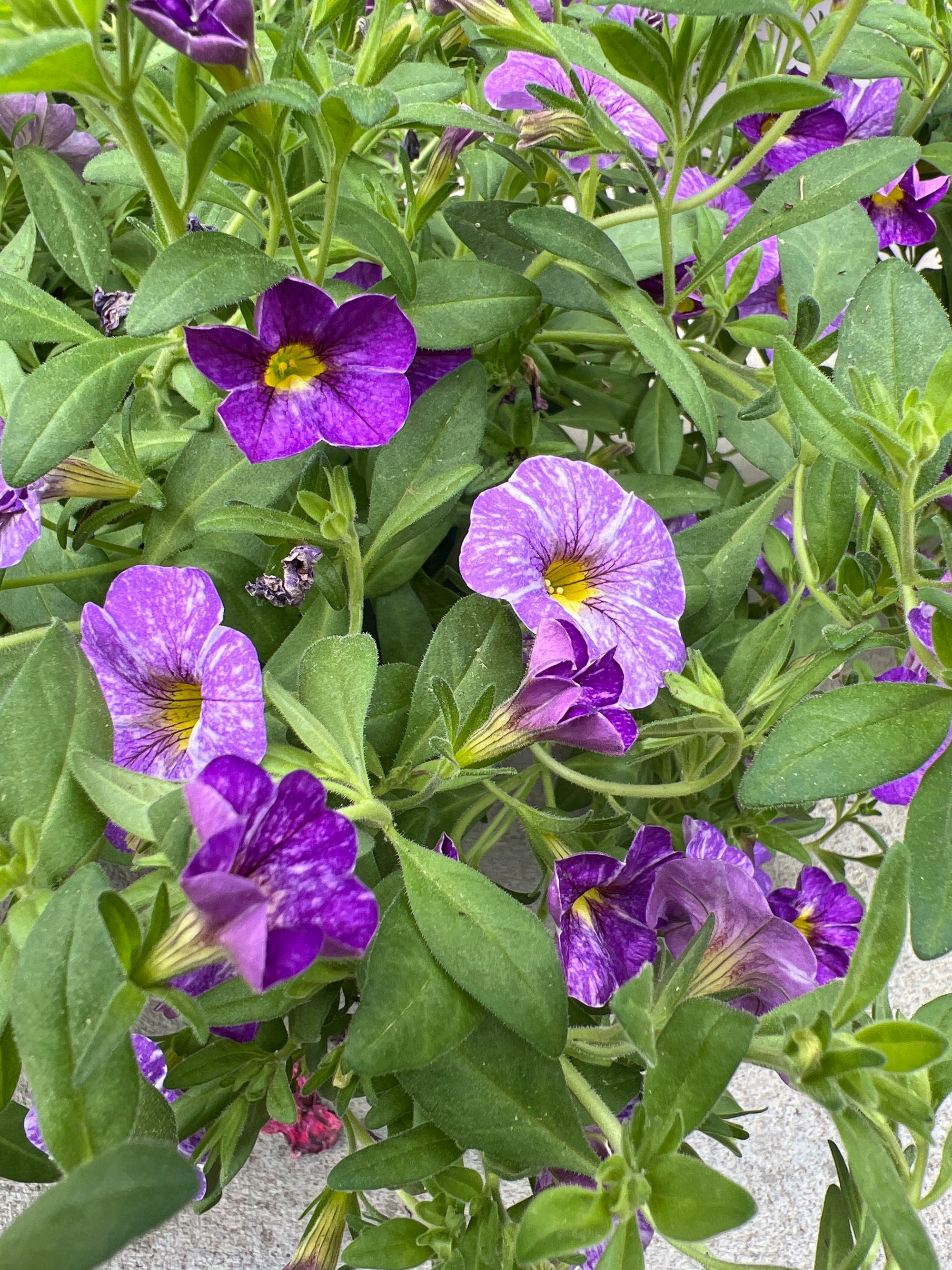 ANNUAL Calibrachoa Cha-Cha Diva Lavender HB