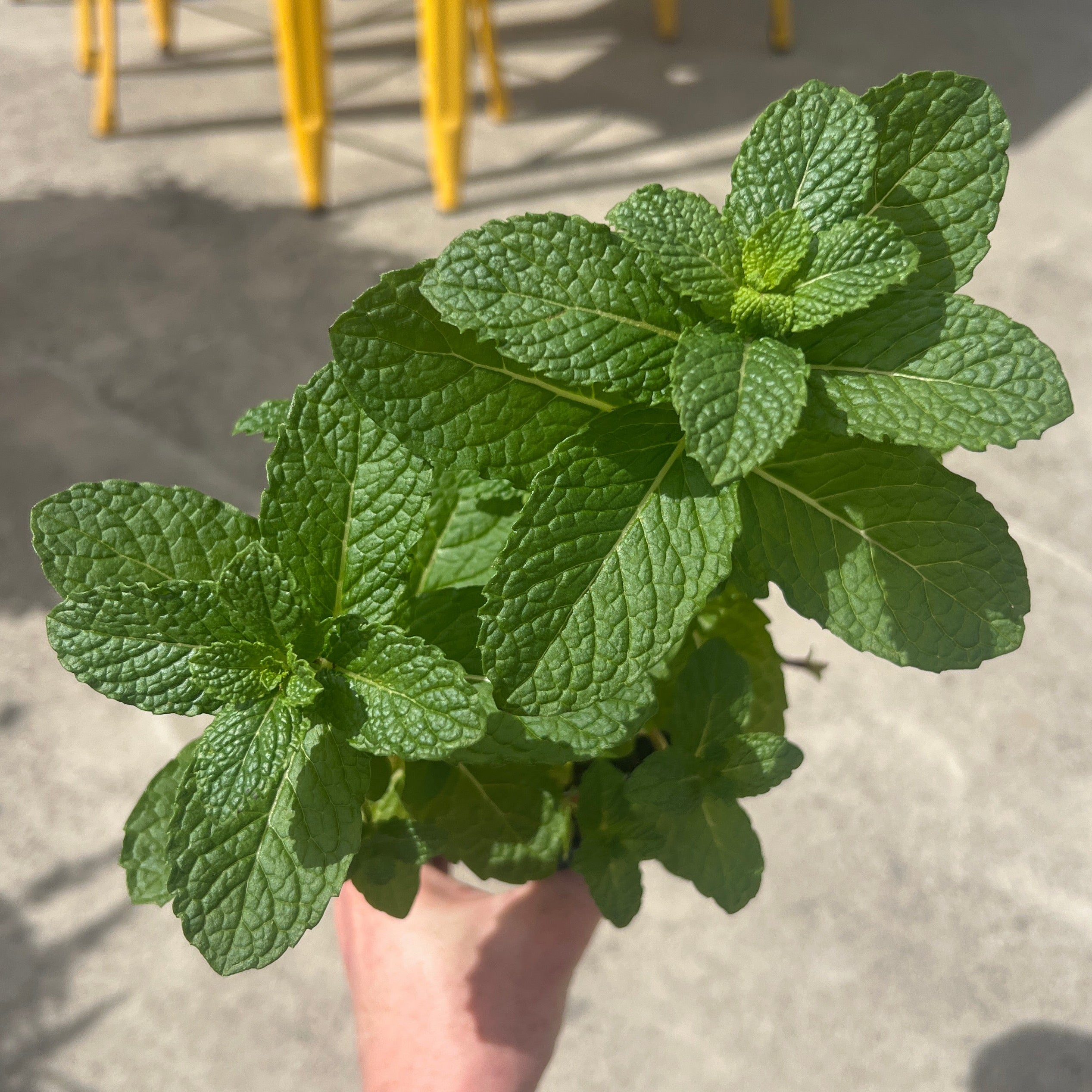 HERB 'Mojito' Mint
