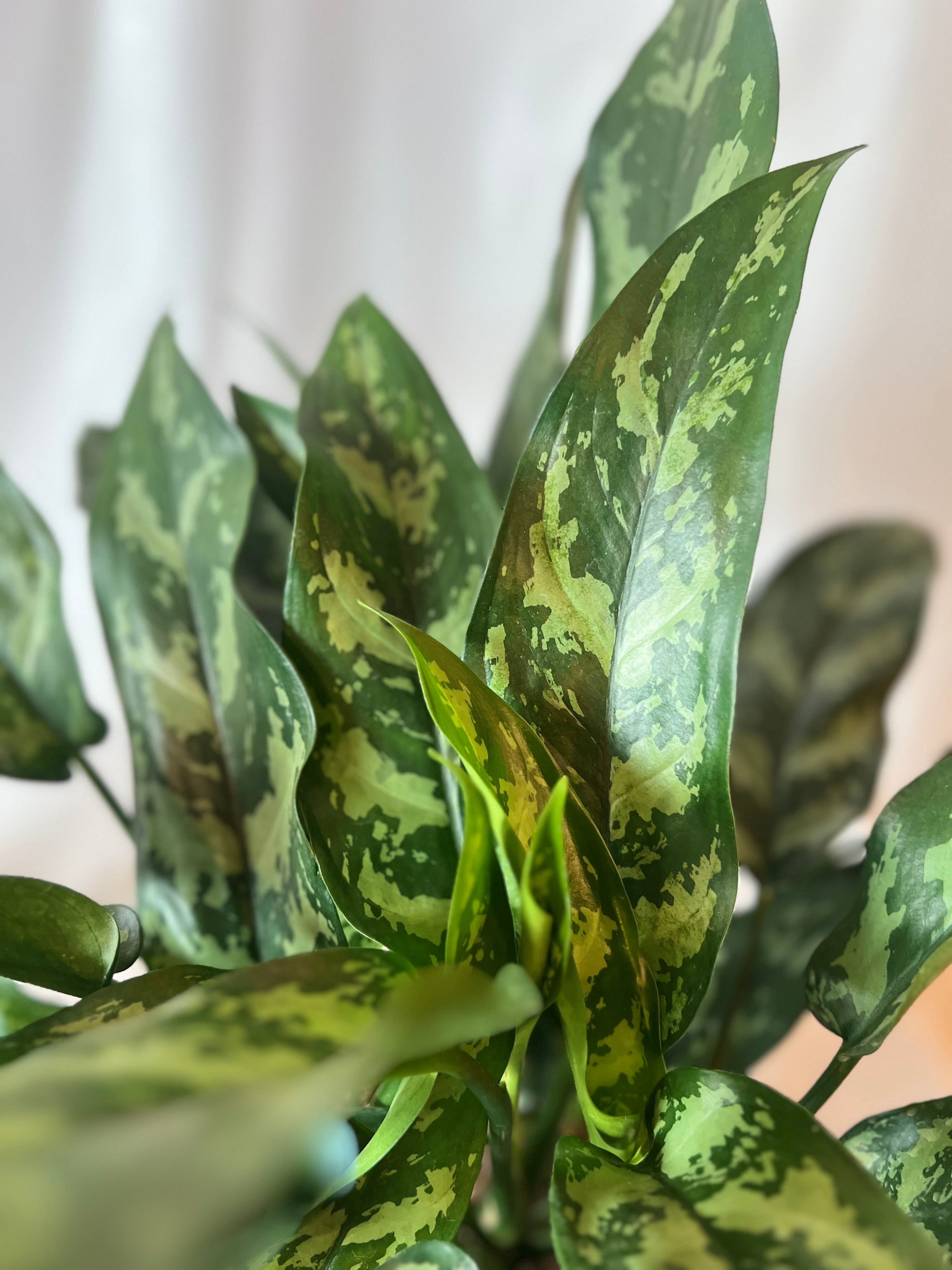 Aglaonema Maria 8”