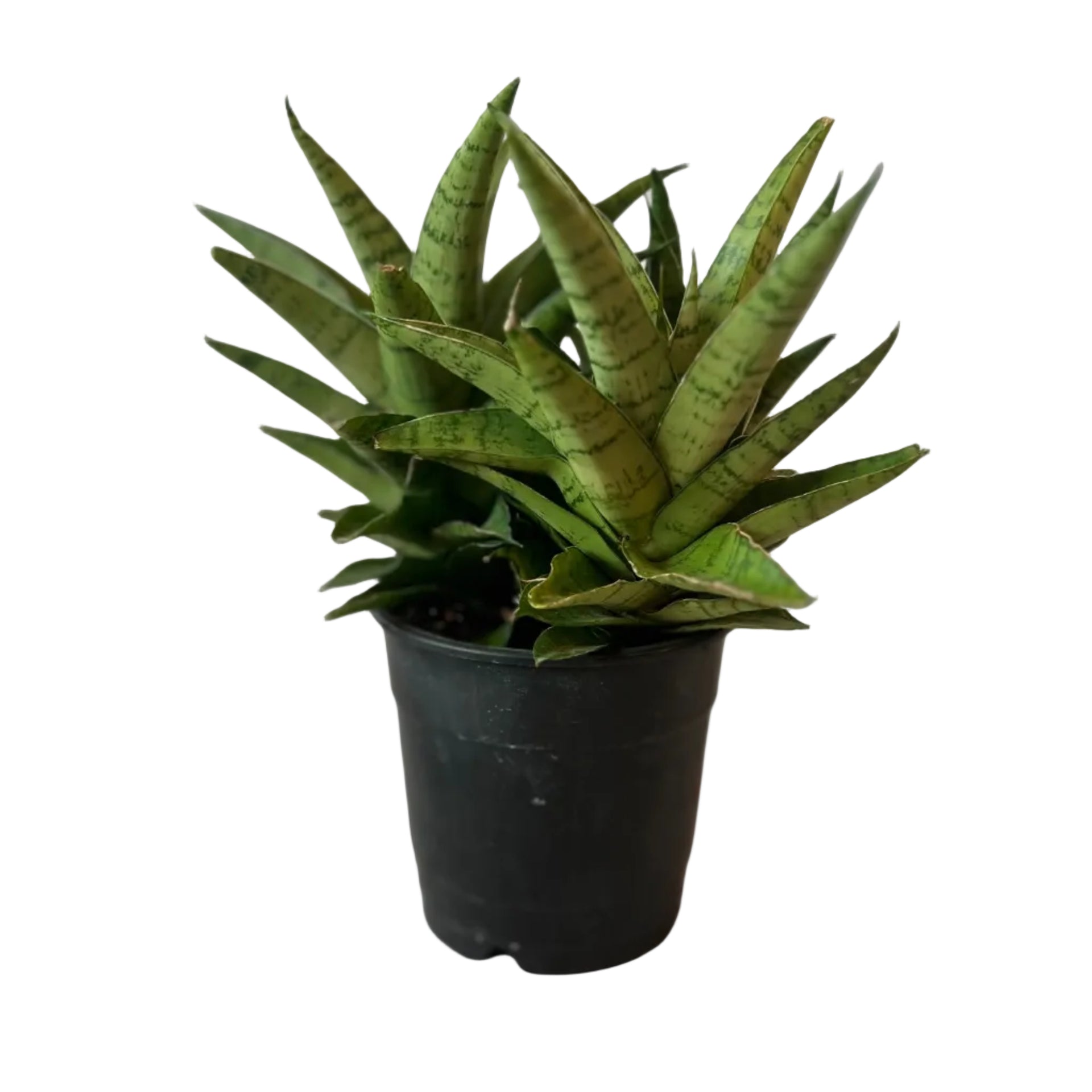 danish crown sansevieria SANSEVIERIA Crown 5” – Seedy's Plants