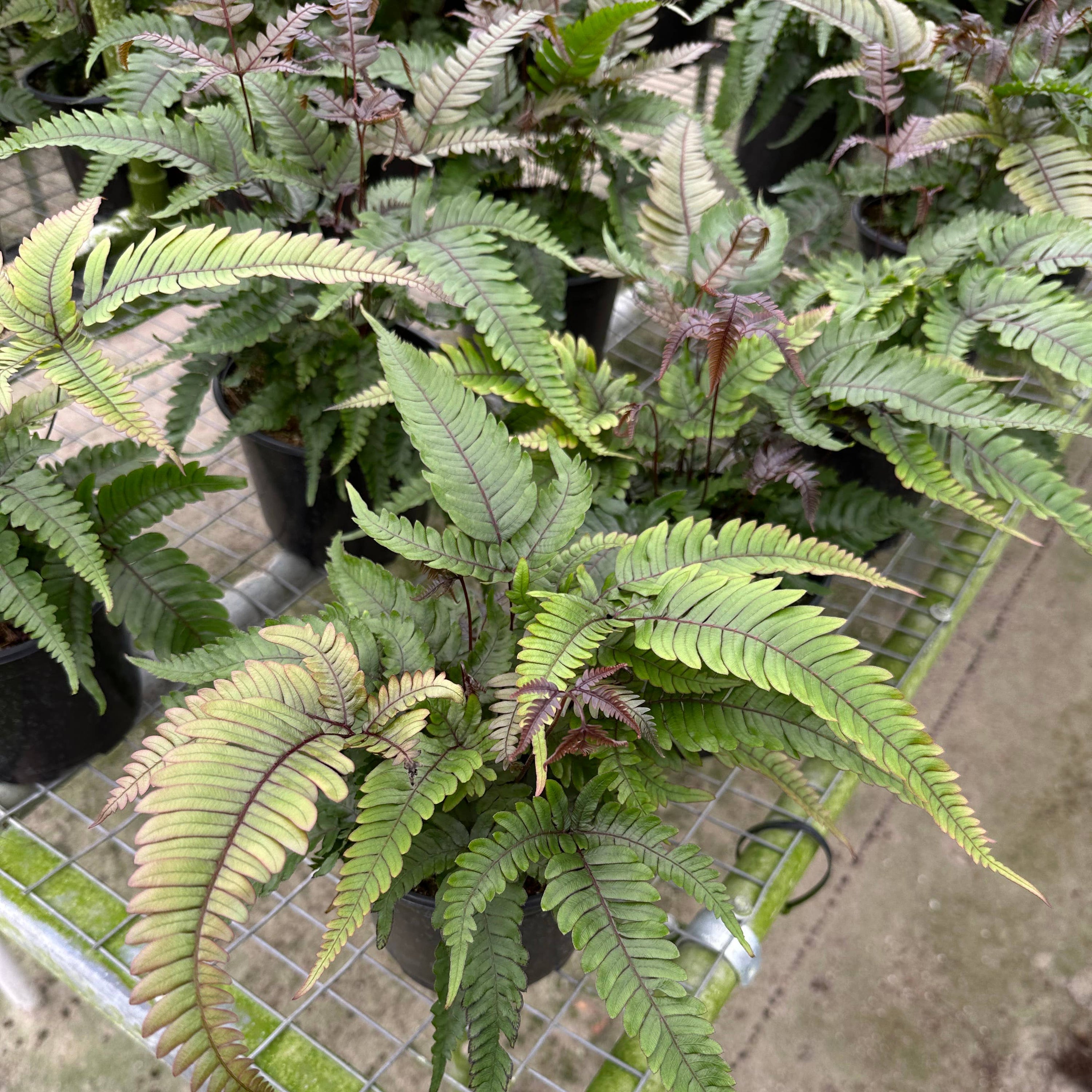 FERN Pteris Tri-Color - 4in Pot